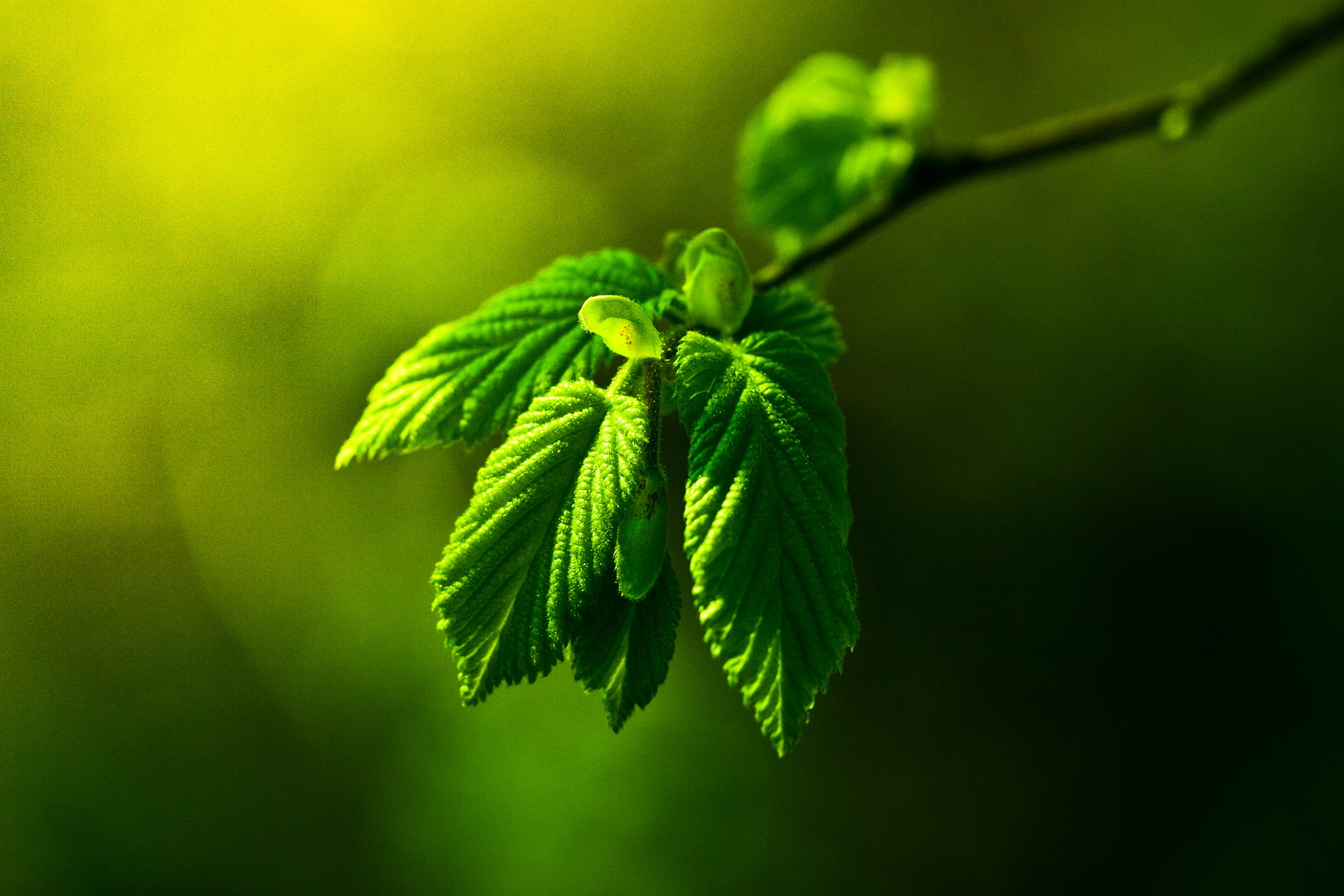 green leaf macro photography Photosynthesis bl tter plant 2k