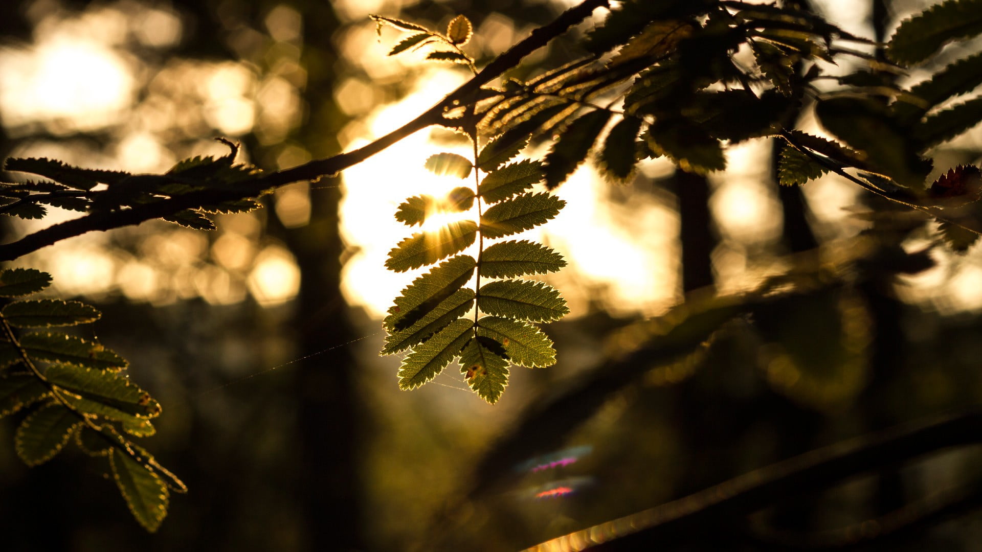 green leafed tree leaf trees leaves bokeh nature sunlight 2k