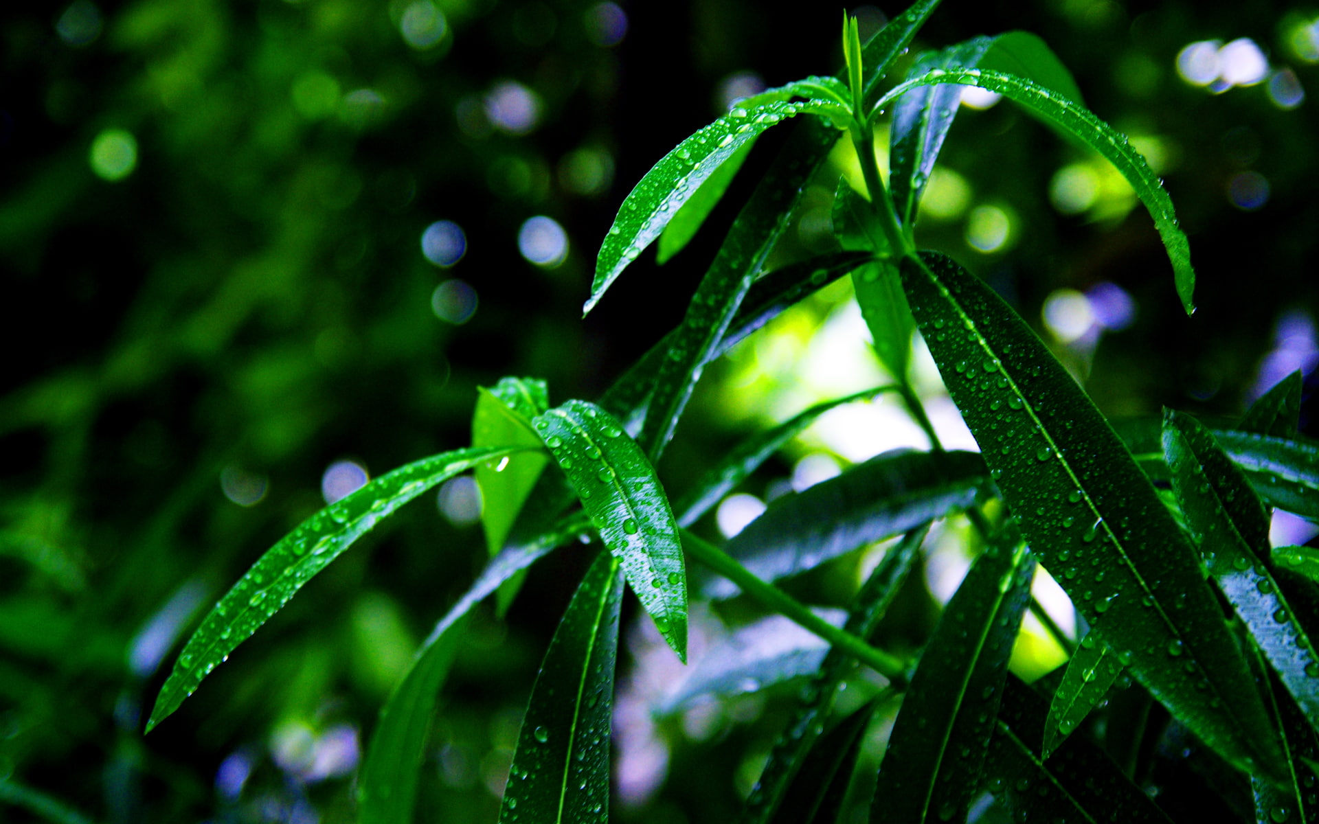 Green Plant Leaf Leaves Water Drop Beads Macro Bokeh HD 2k