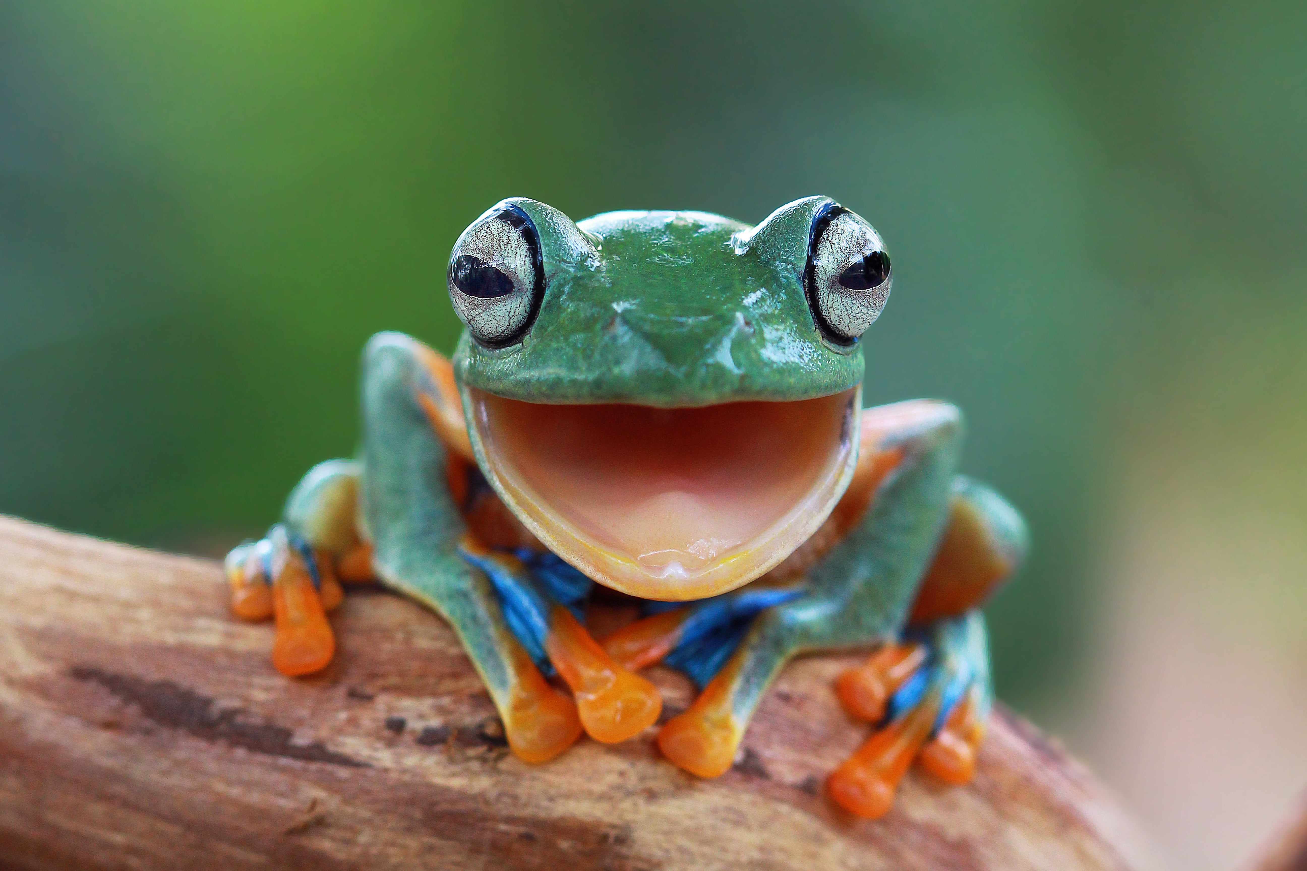 green tree frog eyes nature background legs blur animals 2k 4k 5k
