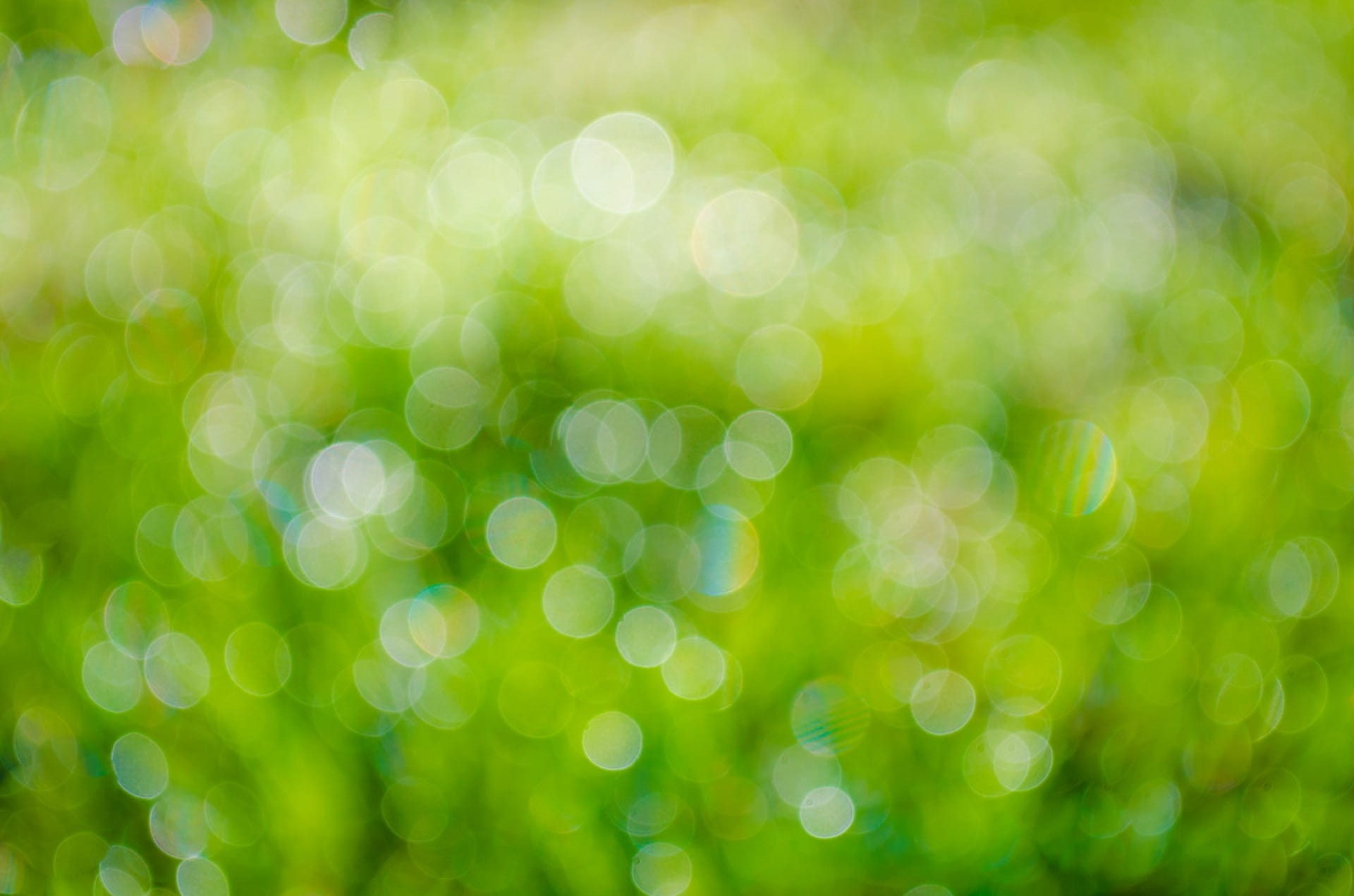 green bokeh photography background abstract plant fresh 2k
