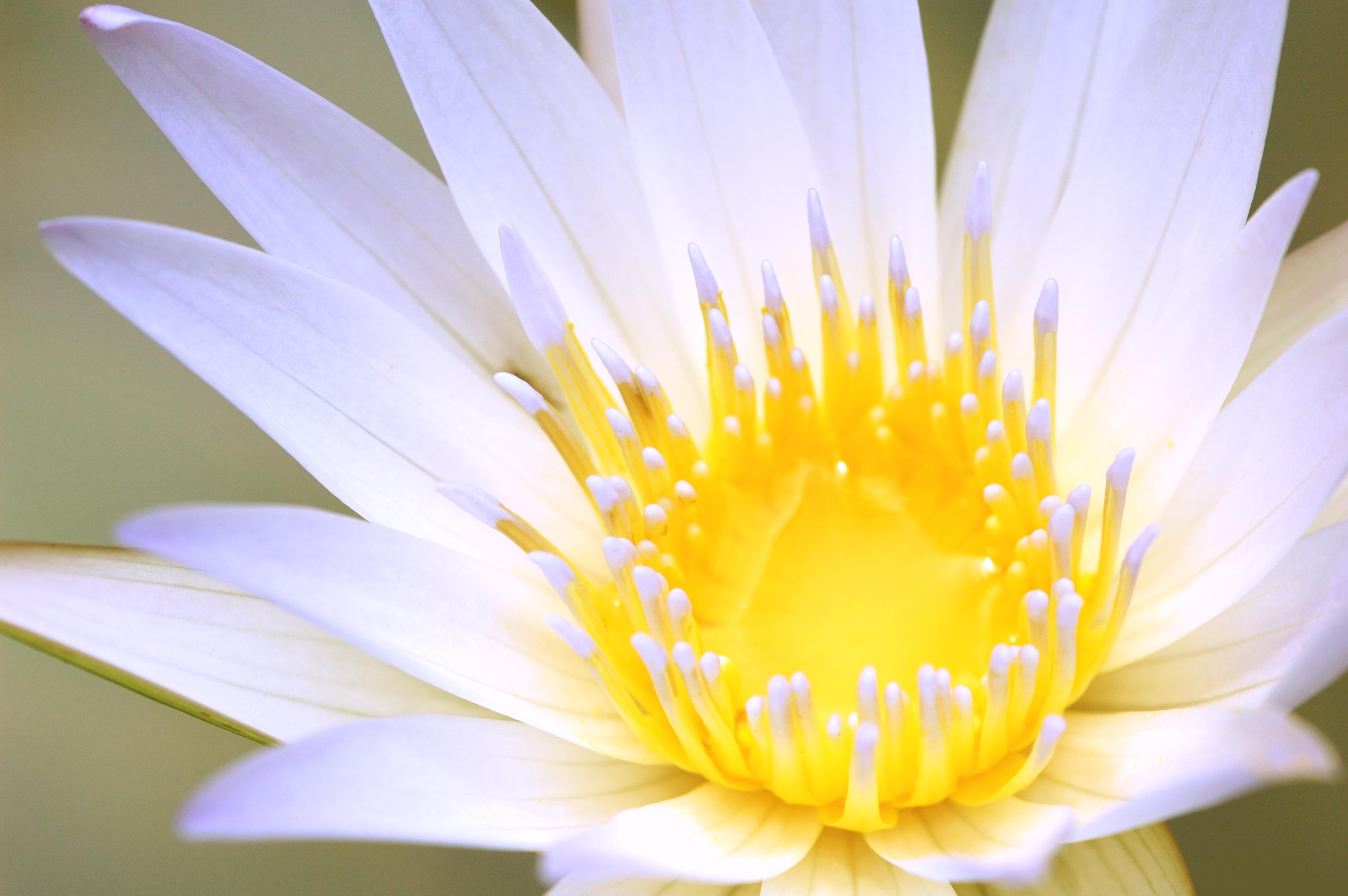 macro photography of white flower lotus 2k