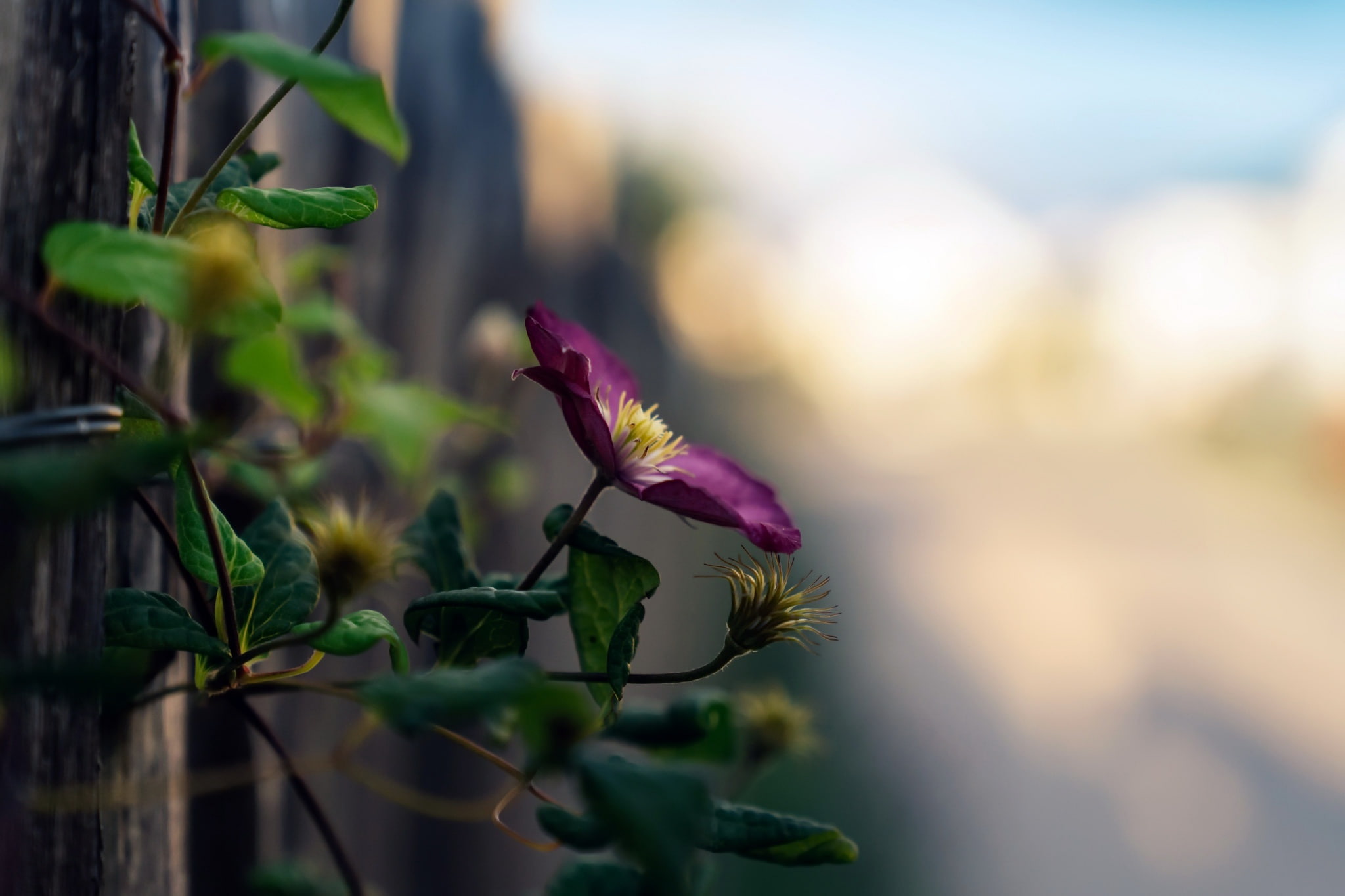 macro bokeh blurred green flowers 2k