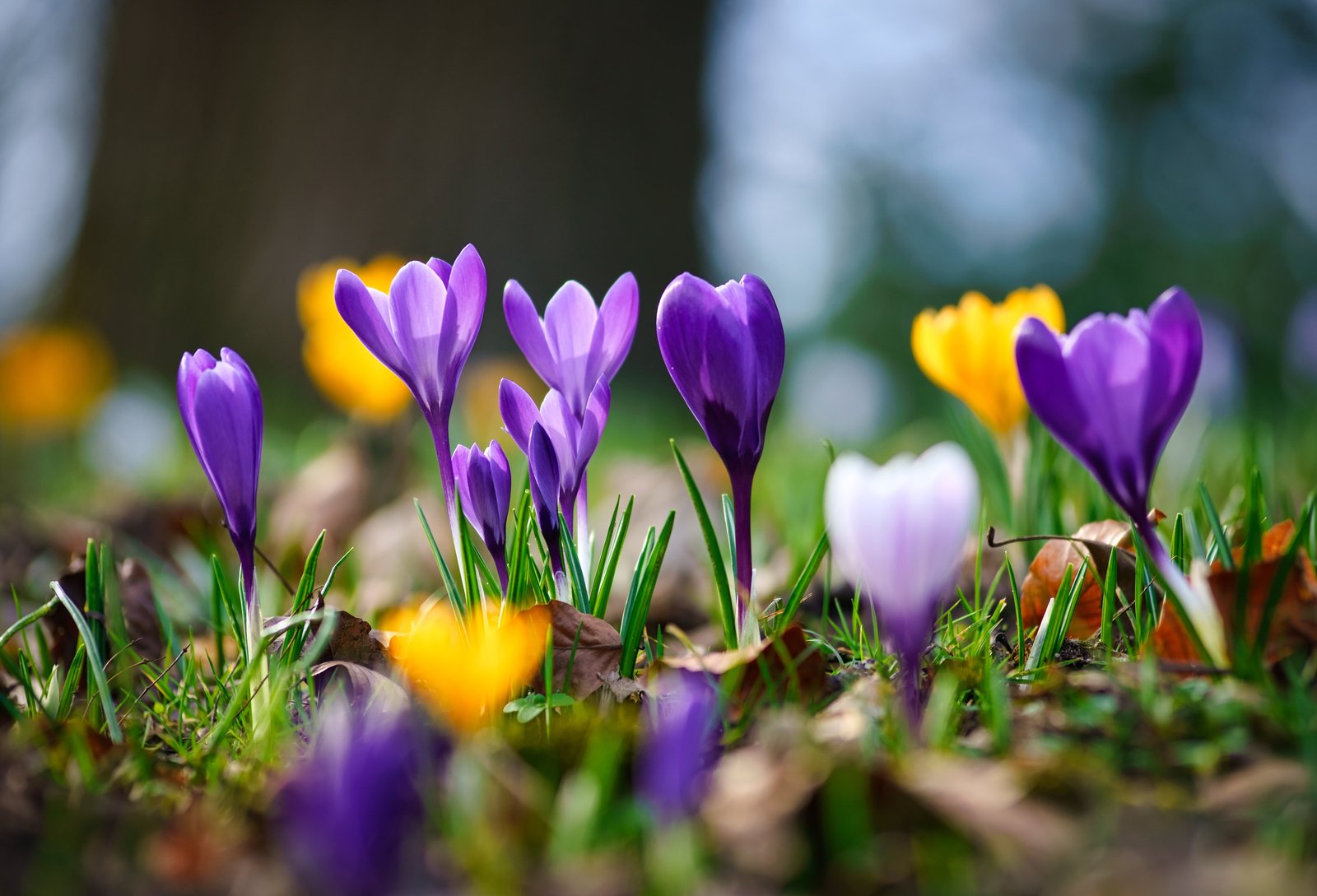 macro spring bokeh Crocuses Saffron 2k 4k 5k