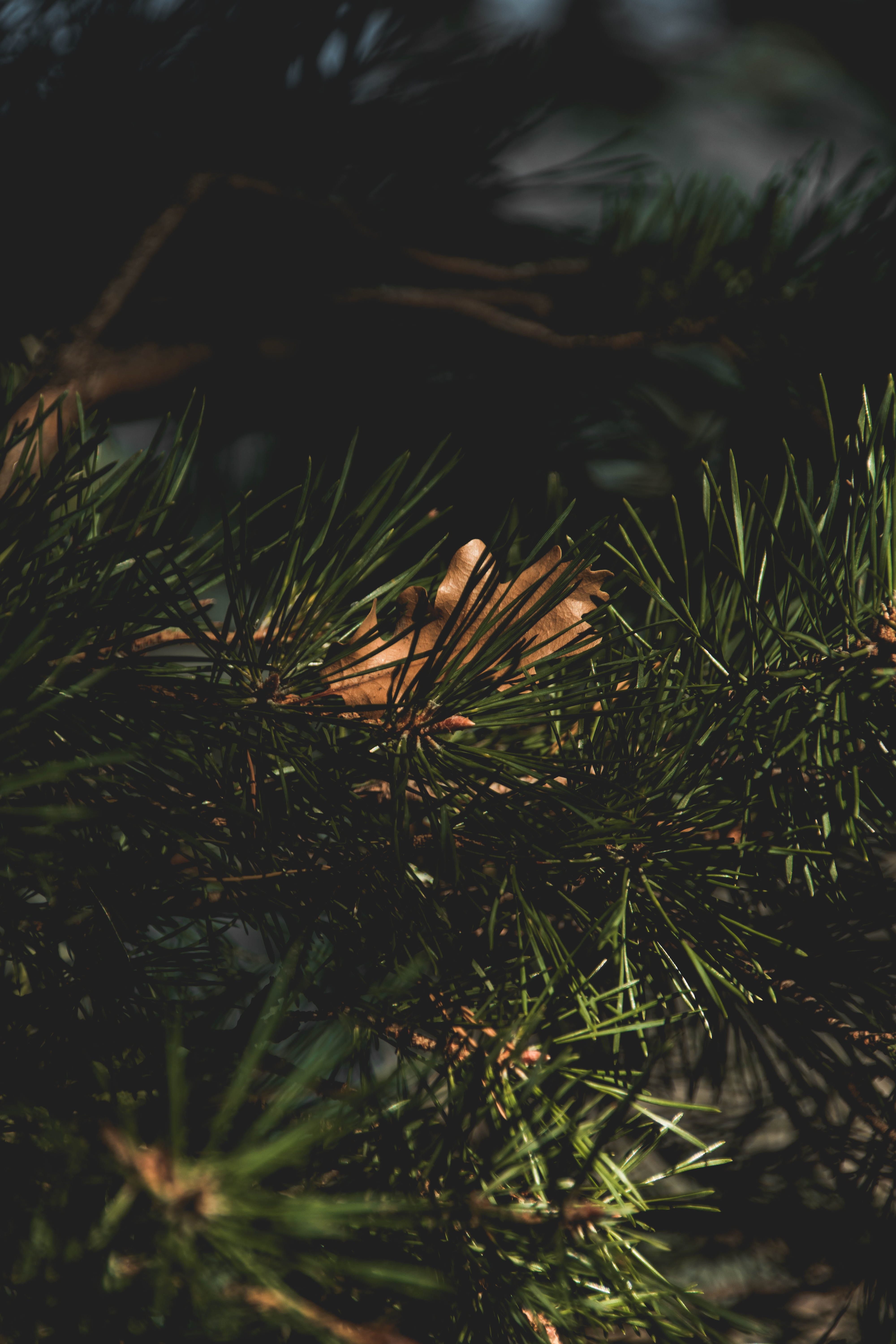 moody green nature macro bokeh hd background wallpaper 2k 4k