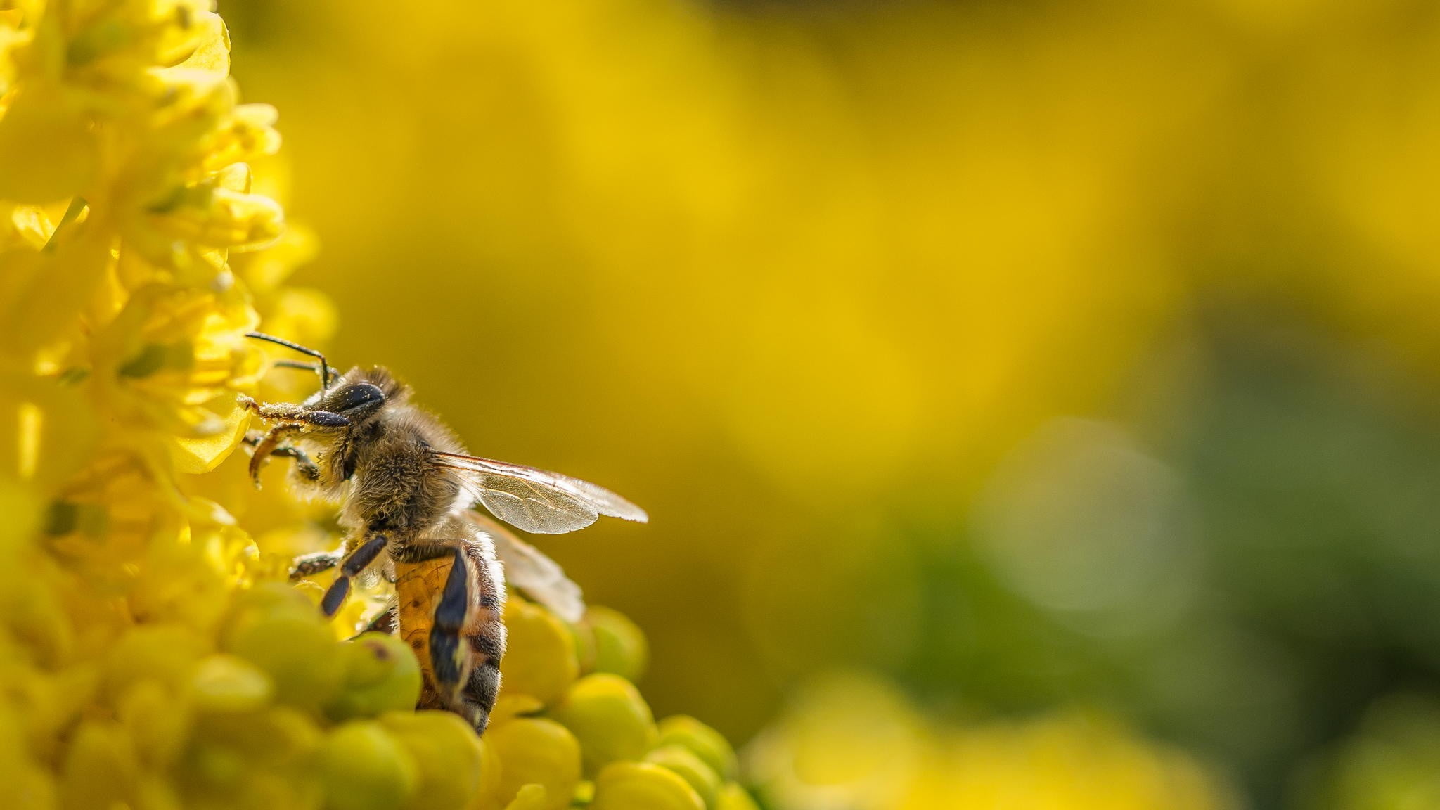 photography macro depth of field flowers bees bokeh flowering plant 2k