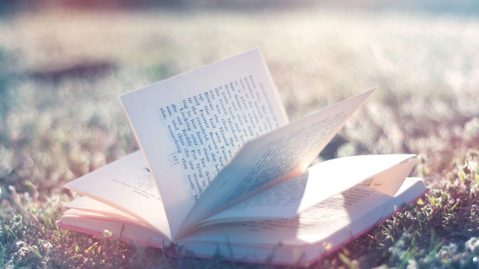 photography nature books depth of field sunlight bokeh 2k