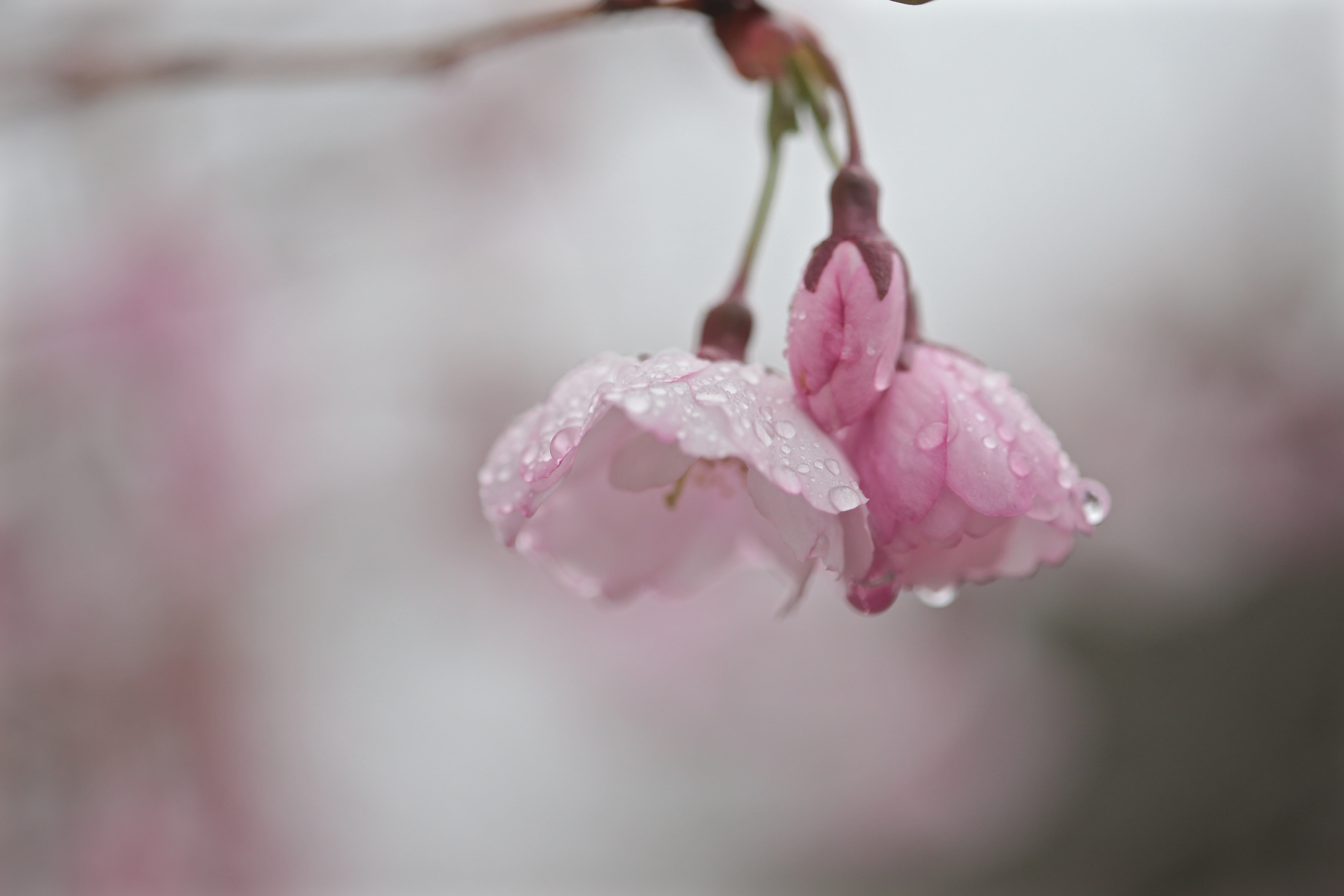 pink cherry blossoms flower drops water spring Maine bokeh 2k 4k 5k