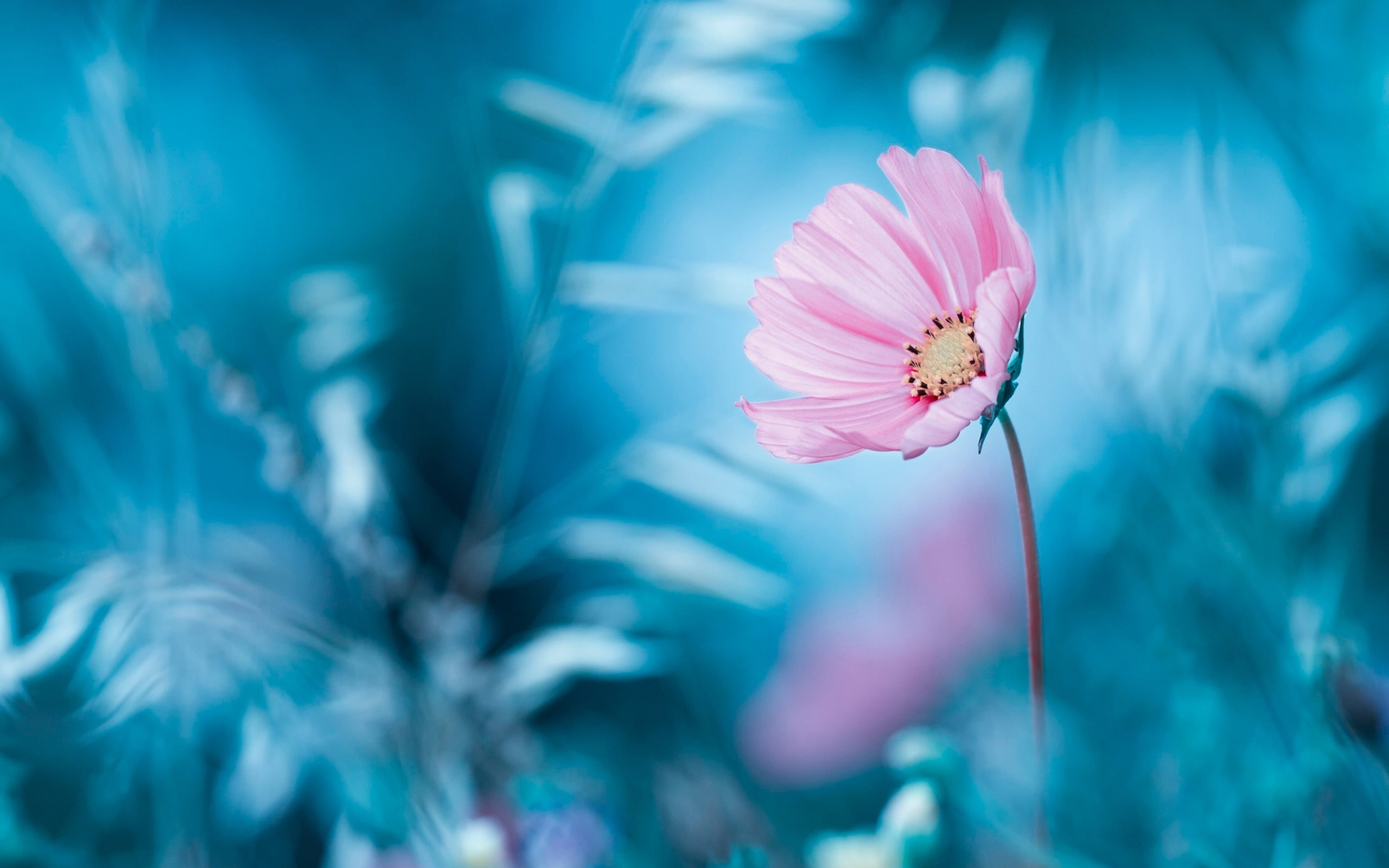 Pink flower blue background bokeh 2k