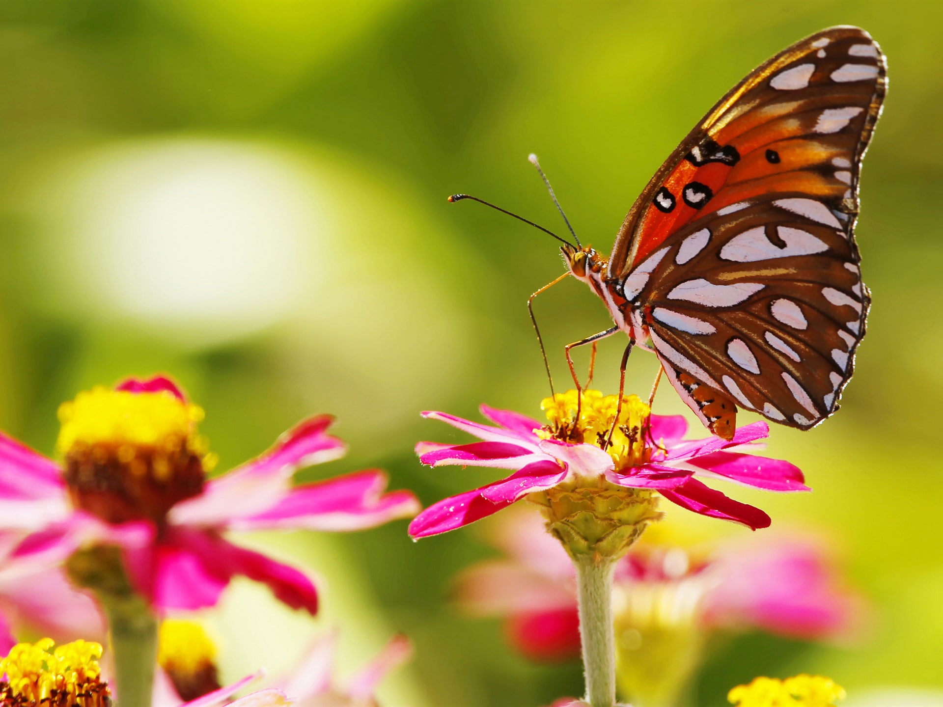 Pink flowers butterfly insect bokeh 2k