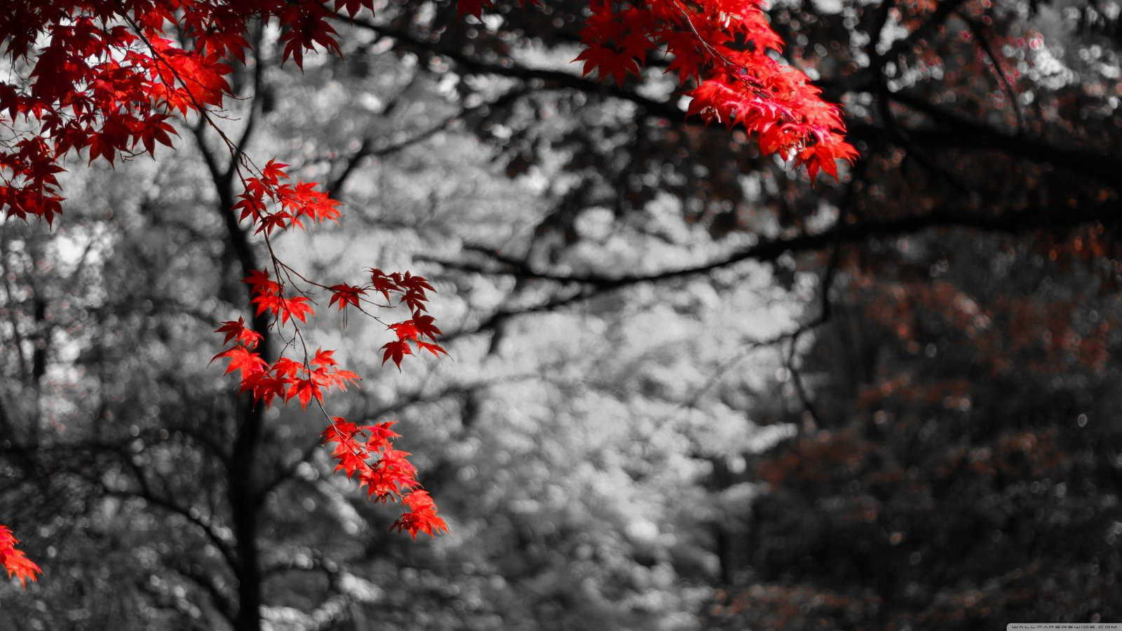 pink leafed tree selective photography of red flowers nature 42 2k 4k