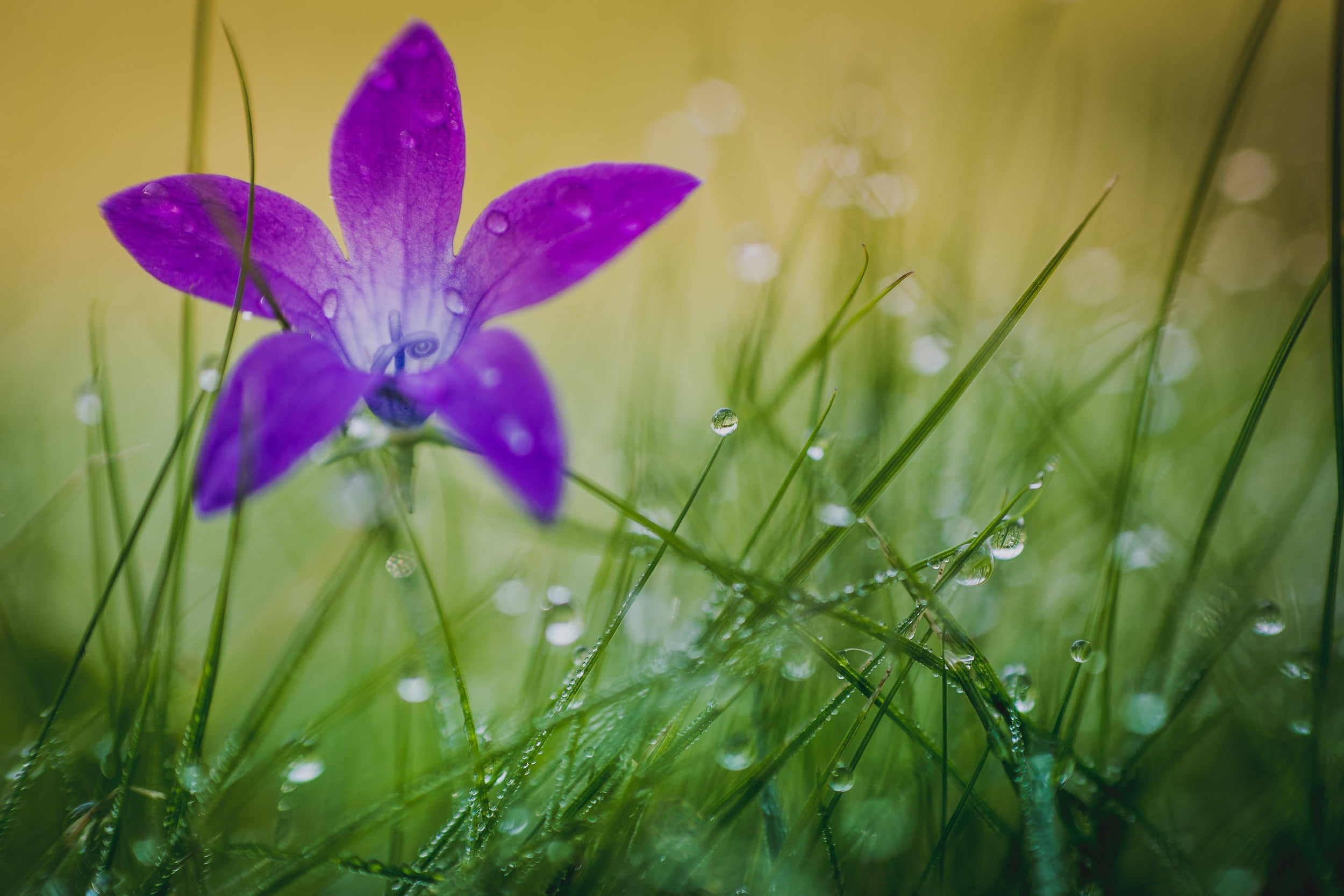 pink Pasque flower closeup photo with grass and dewdrops violet 2k