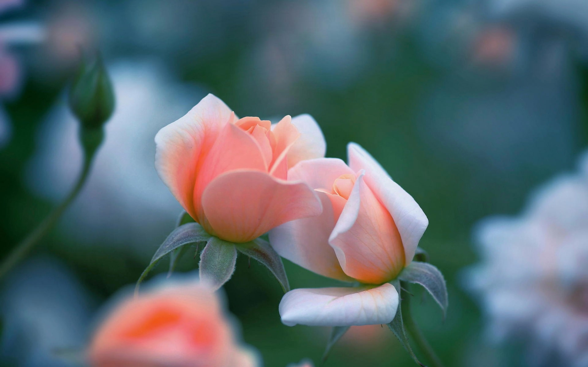Pink rose flowers bokeh 2k