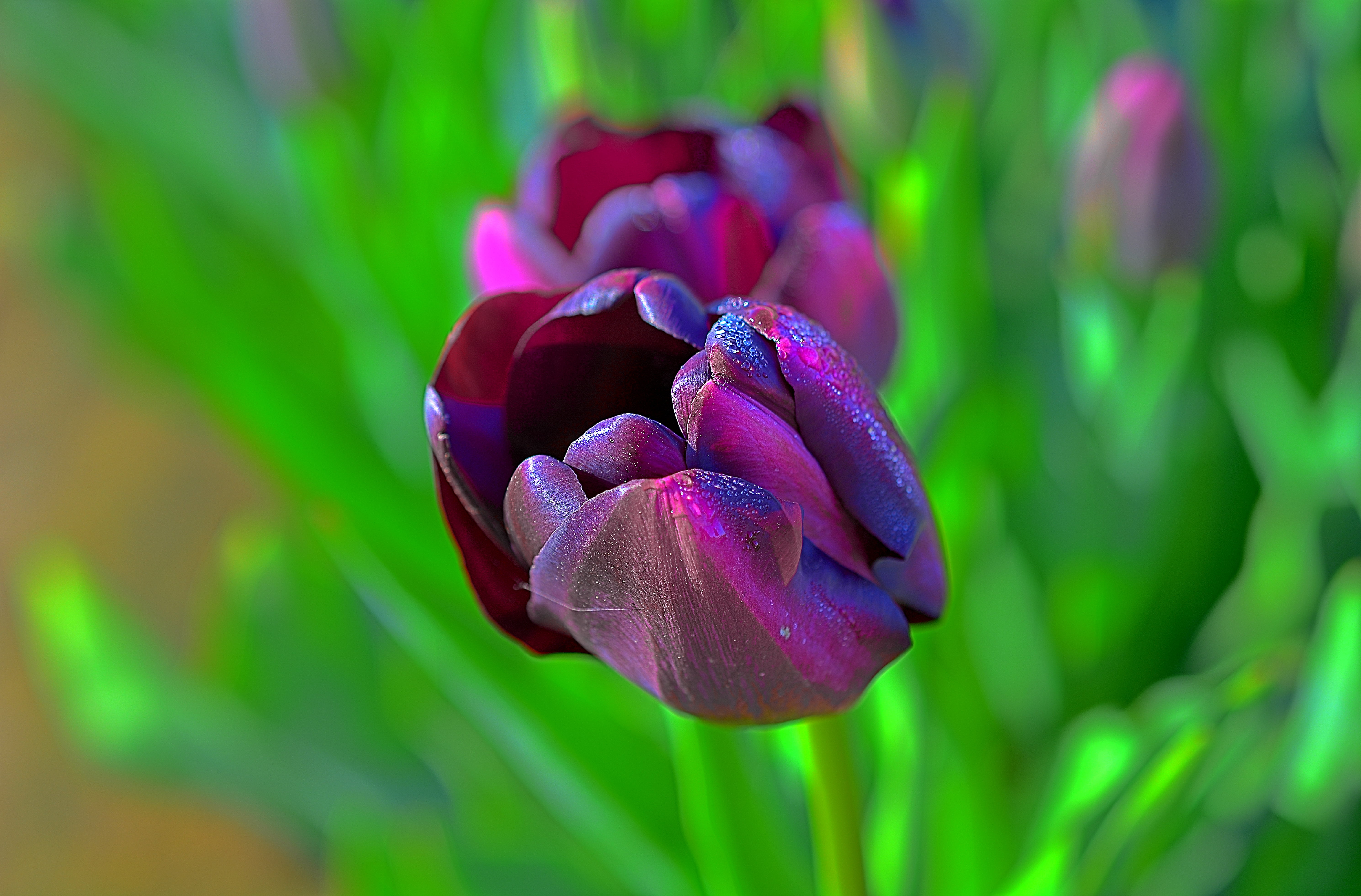 purple and pink tulips Queen of Night Wooden Shoe Tulip Festival 2k 4k 5k