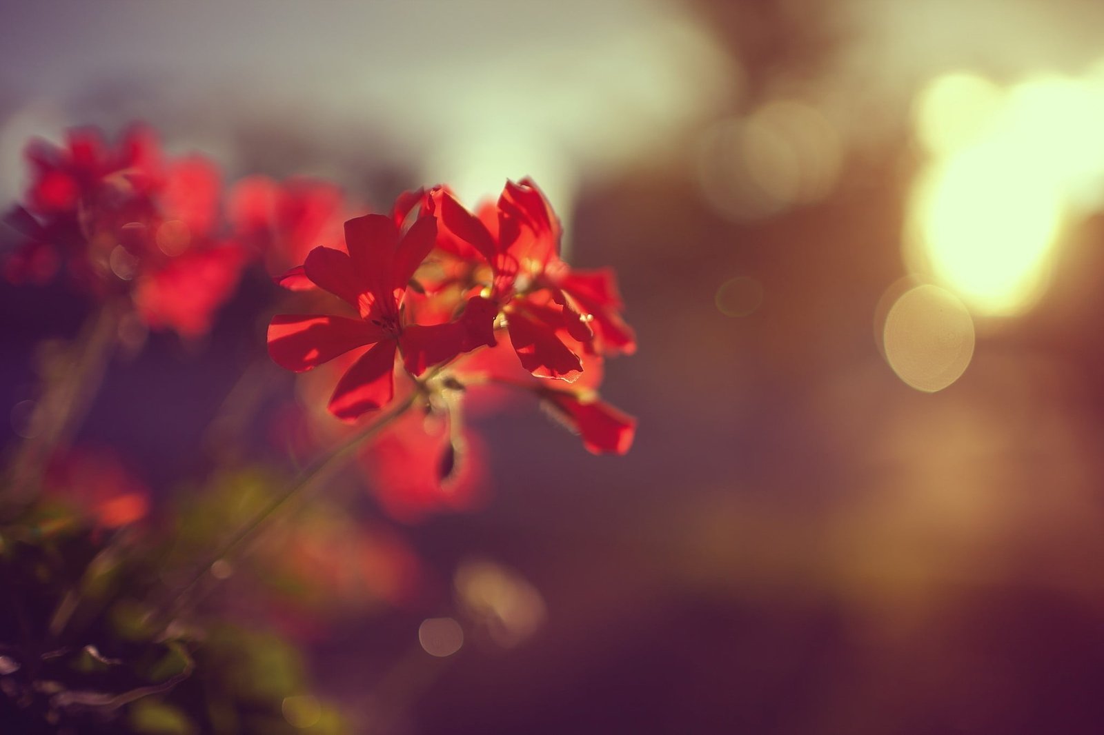red ivy geranium flower macro flowers sunlight 2k
