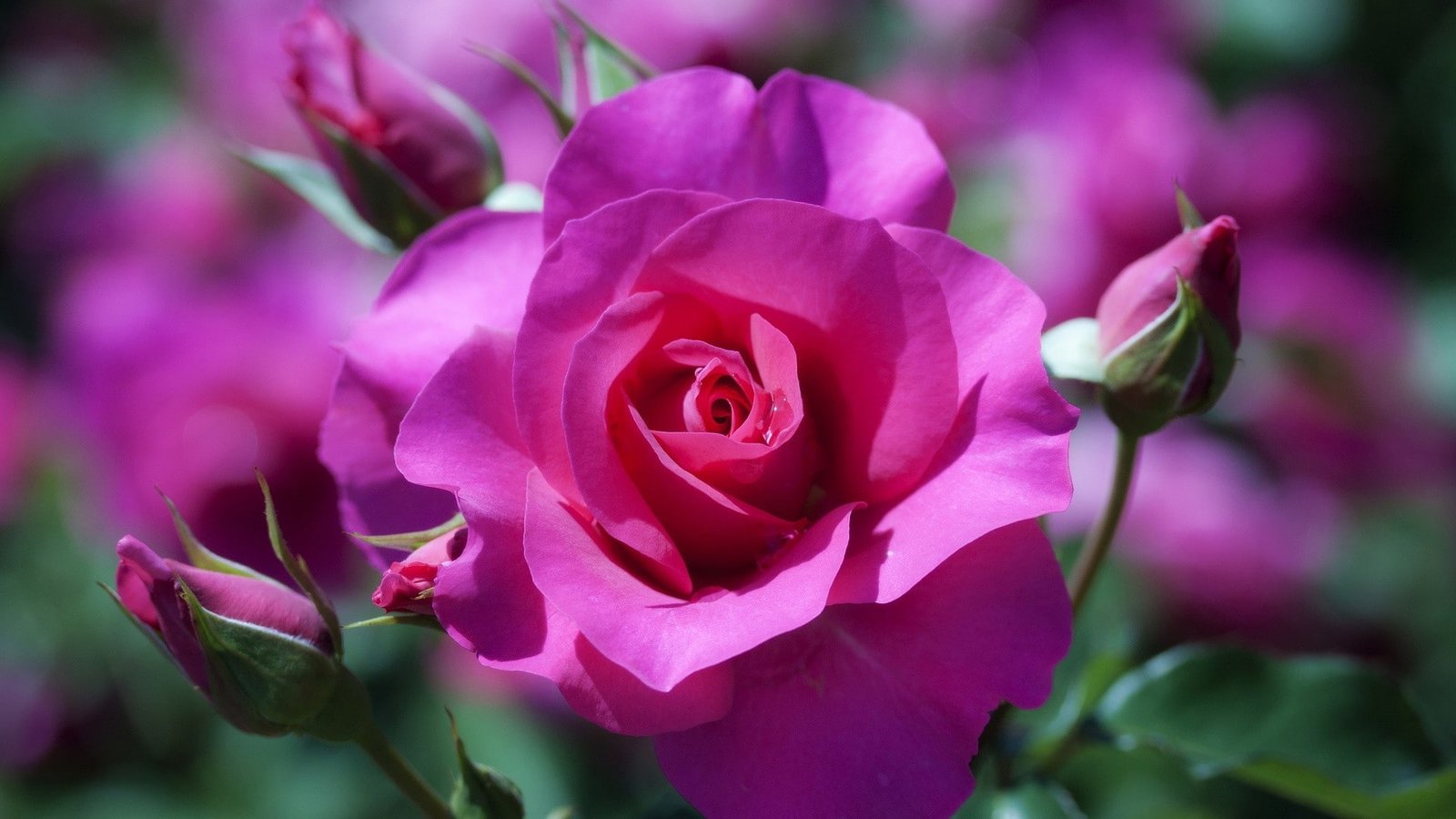 Rose Flowers Pink Buds Macro Bokeh pink rose 2k