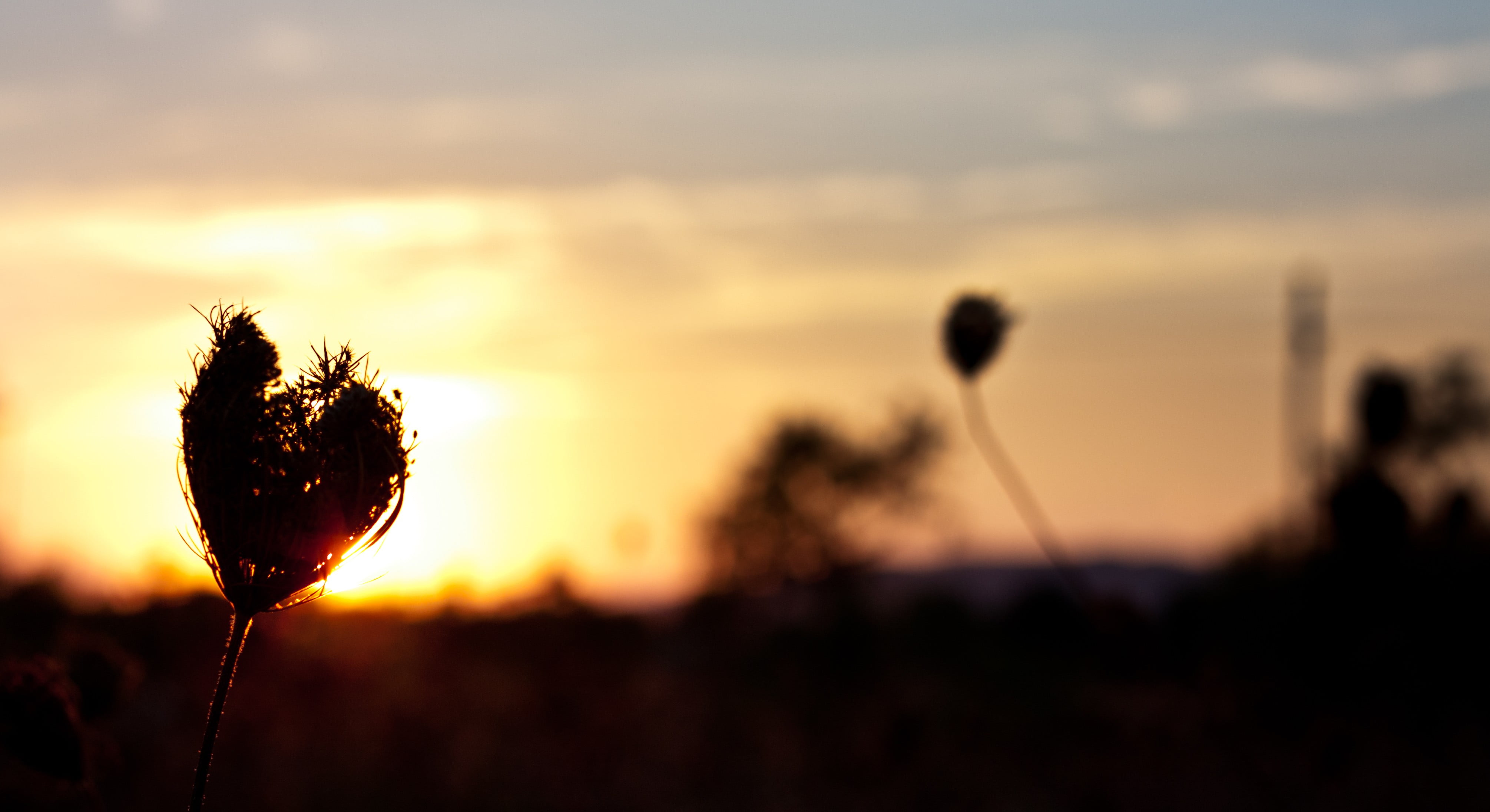 selective focus photography of flower macro plants bokeh sunlight 2k 4k