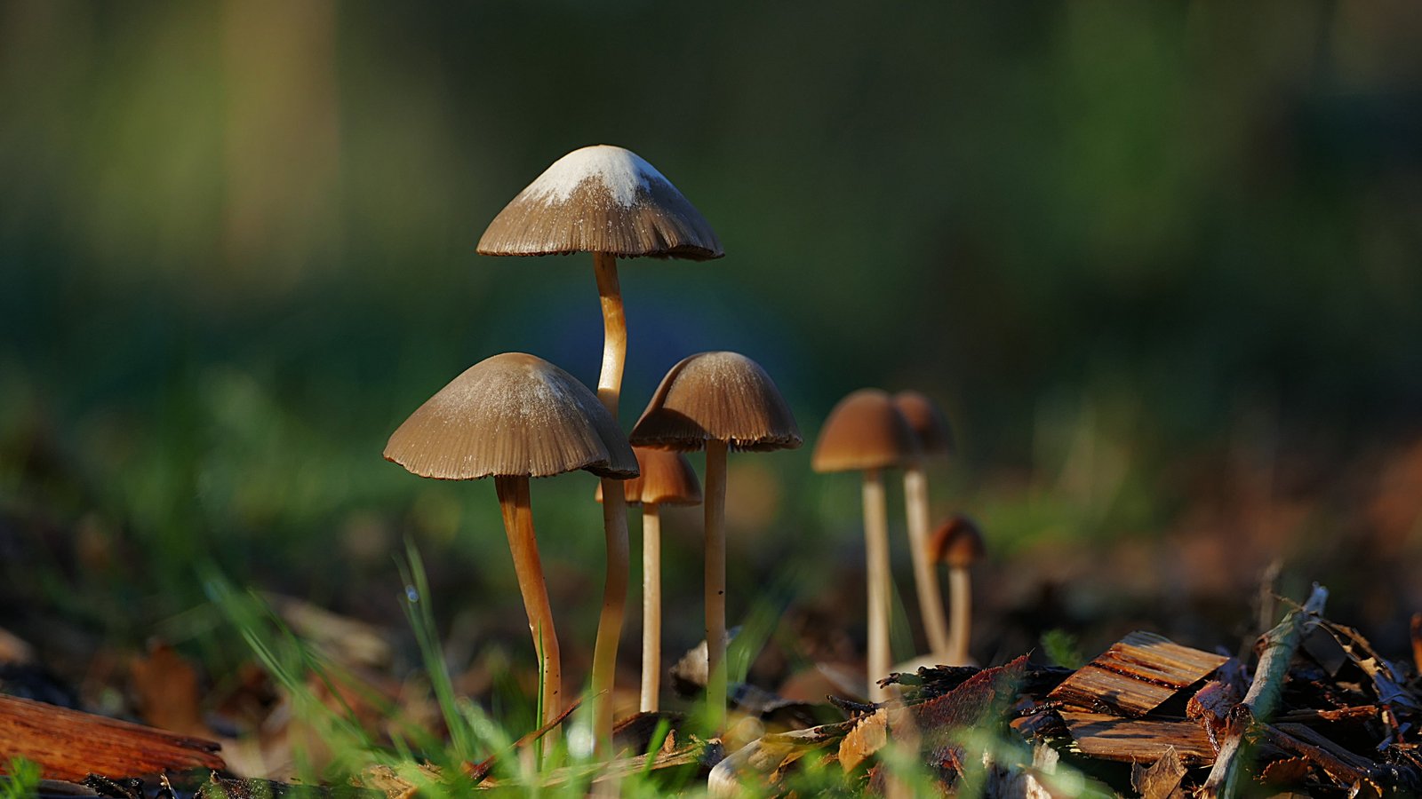 selective focus photography of seven mushrooms panaeolus sphinctrinus 2k 4k