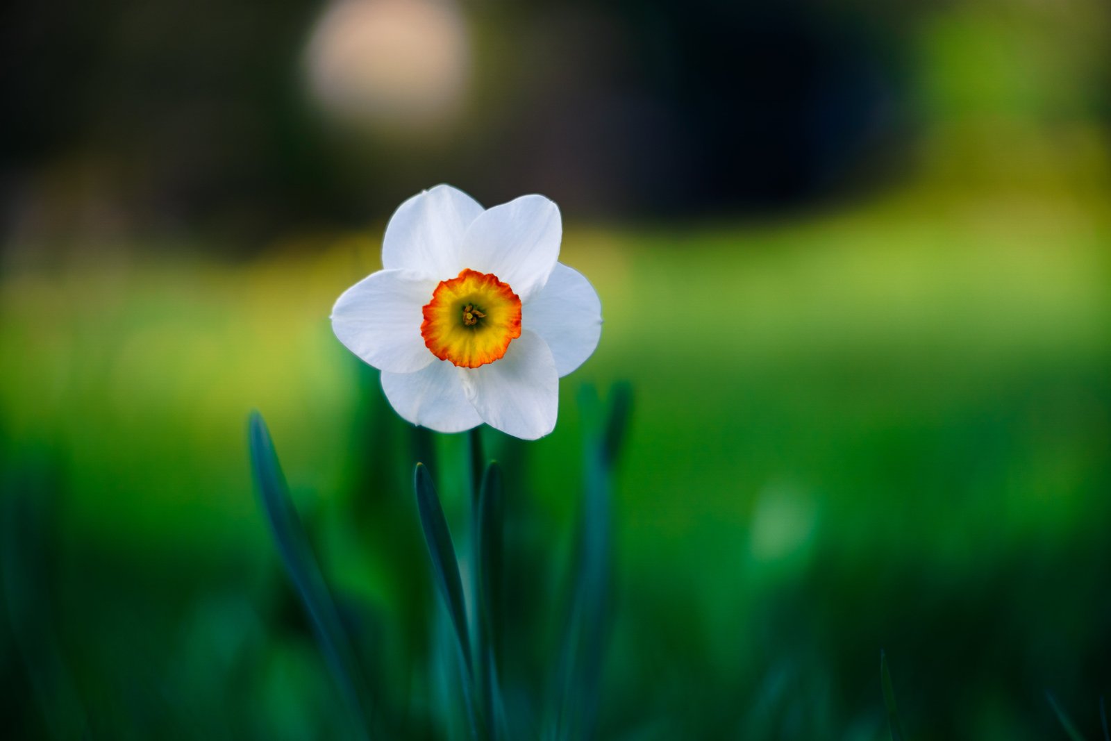 selective focus photography of white Narcissus flower Helios 2k 4k 5k