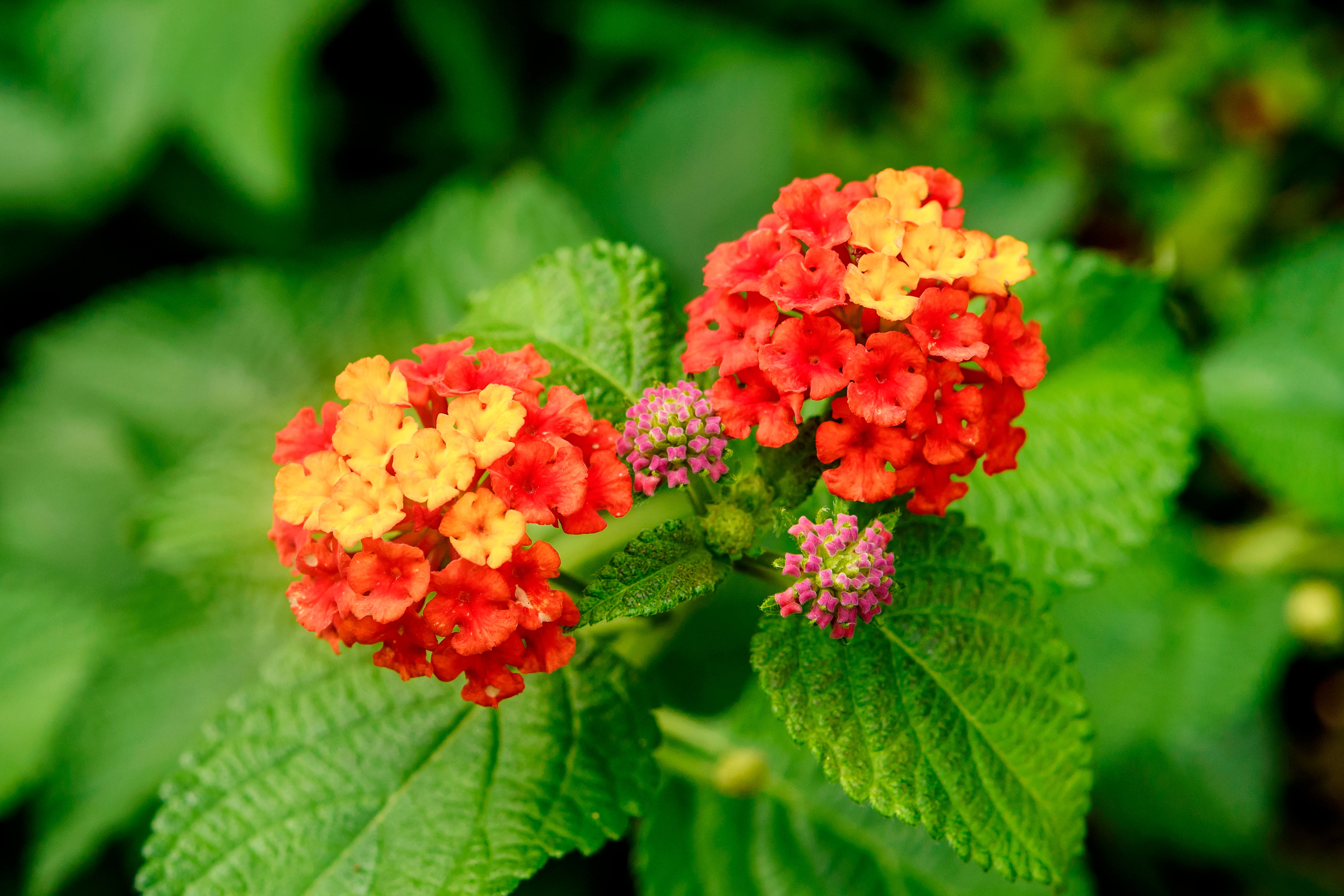 shallow focus photography of red and yellow flowers lantana 2k 4k