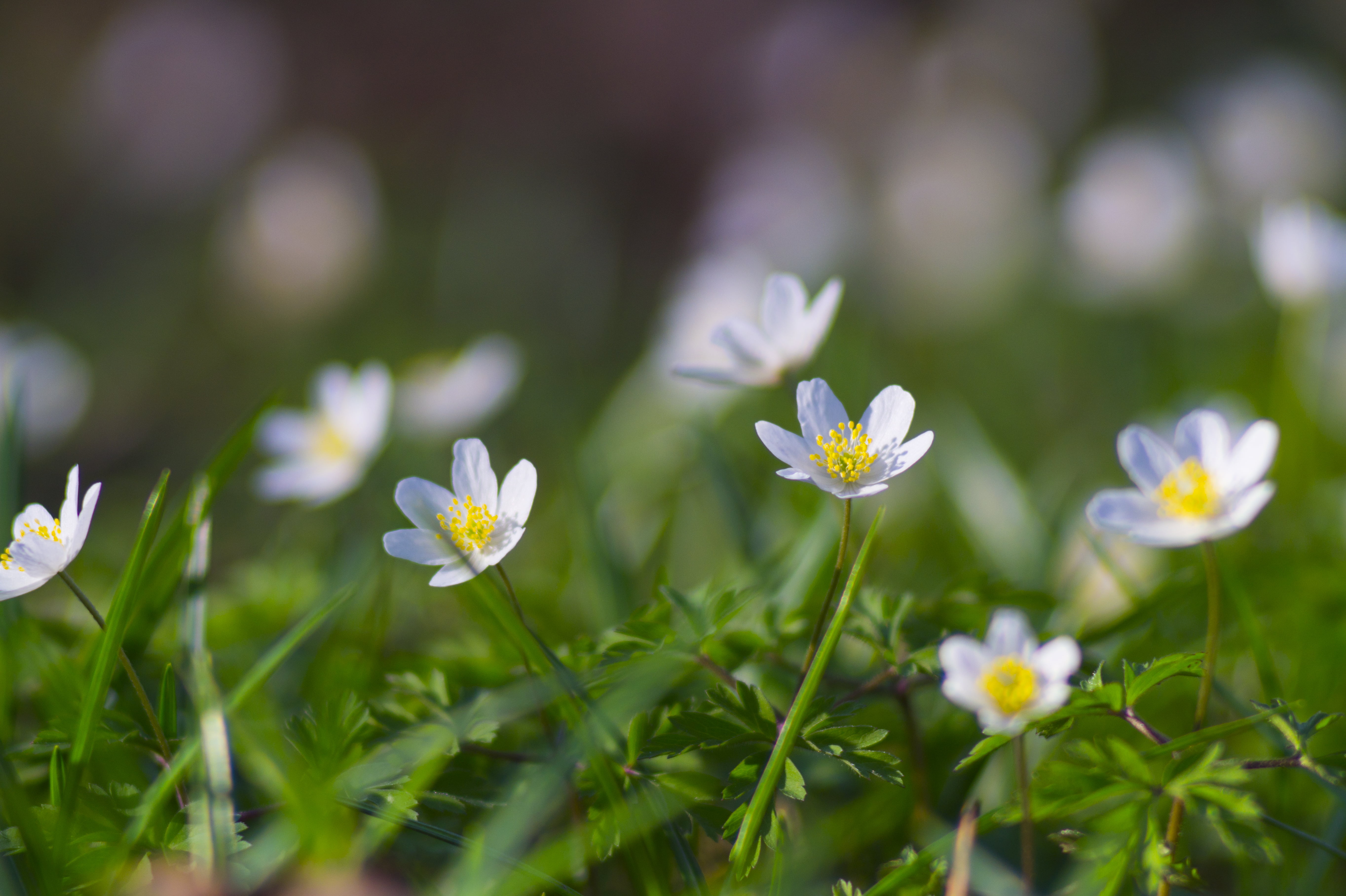 shallow focus photography of white daisy flowers Spring colors 2k 4k 5k
