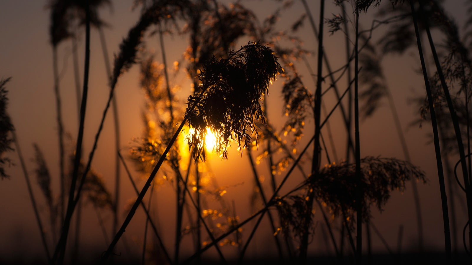 silhouette of grasses nature sunlight sunset depth field 2k