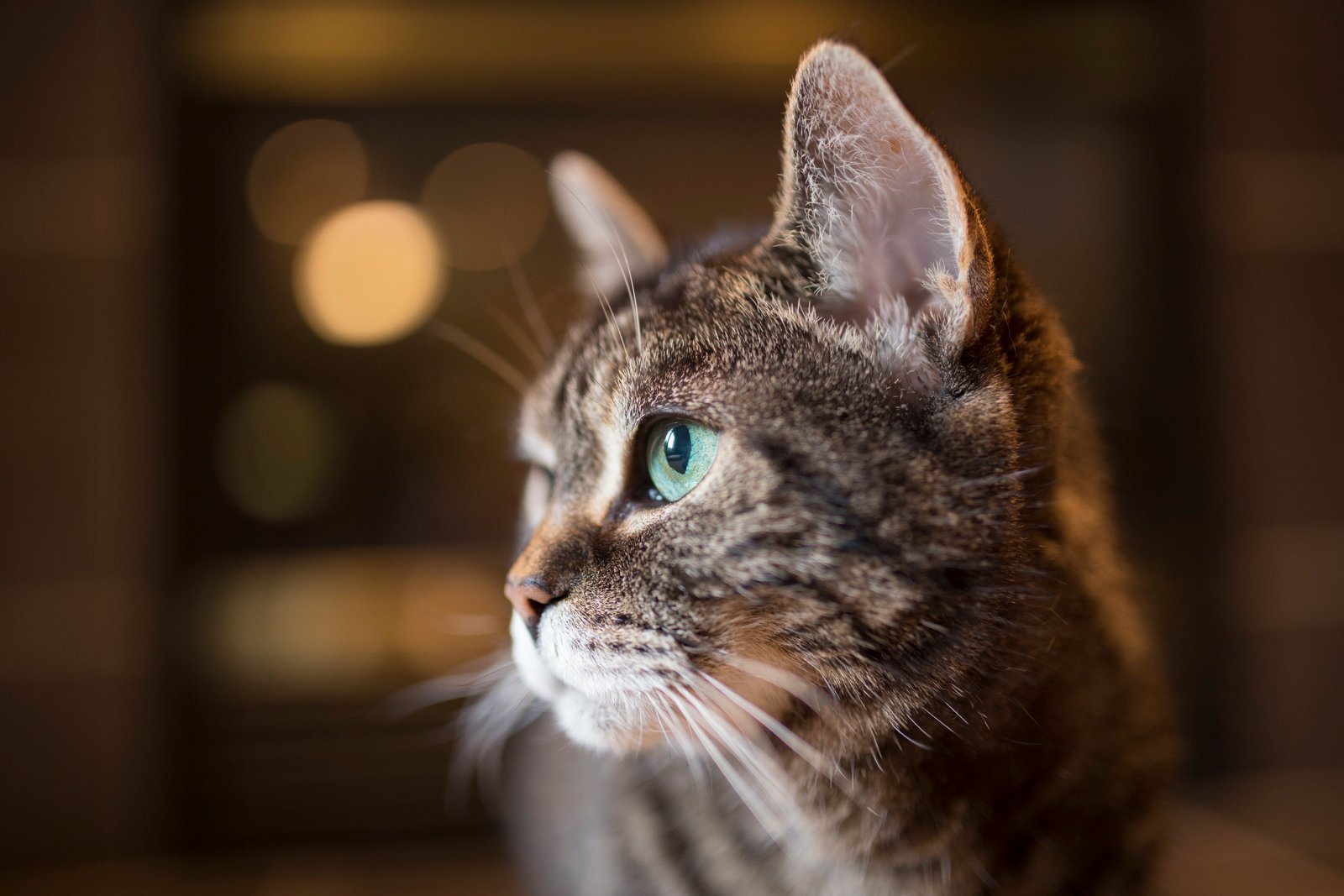 silver tabby cat Generic Internet Photo pet pets kitty 2k 4k 5k