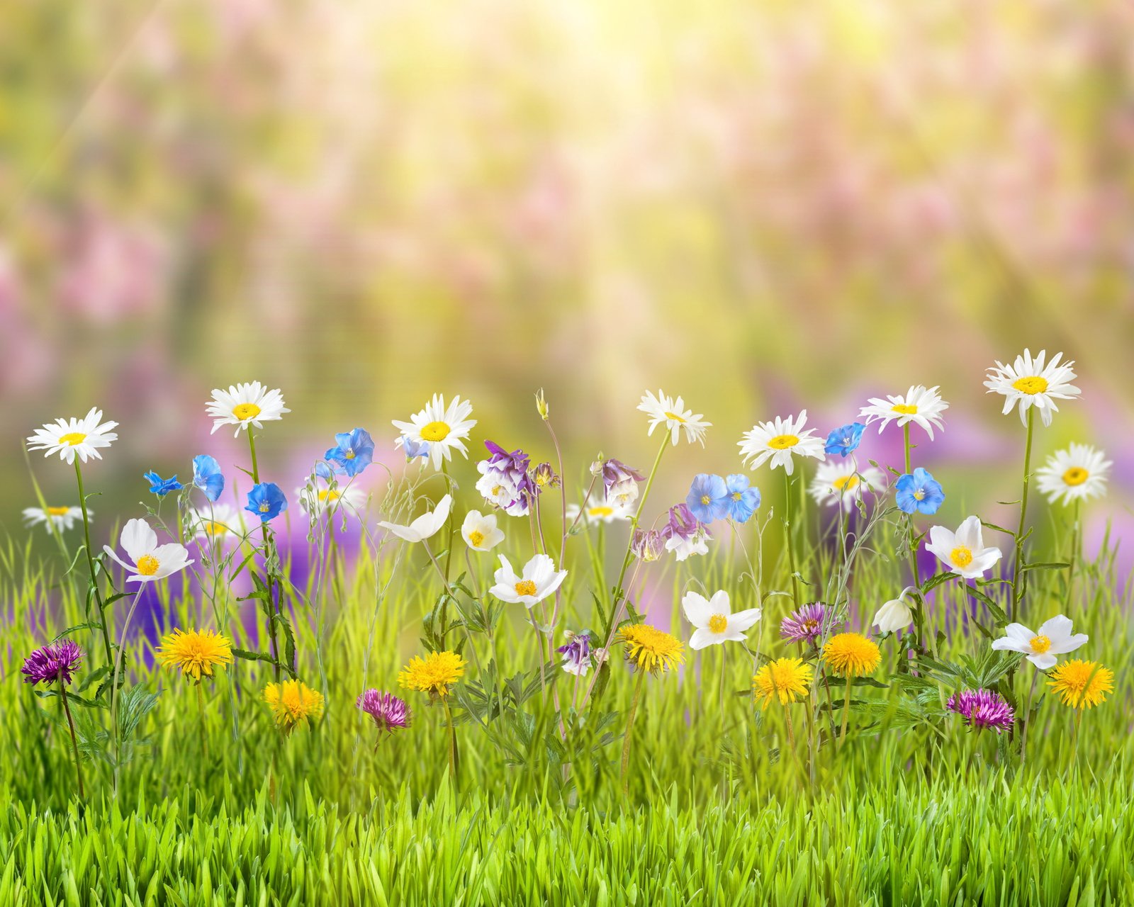 Summer nature grass yellow dandelions white daisies blue poppies and rain lilies 2k 4k 5k