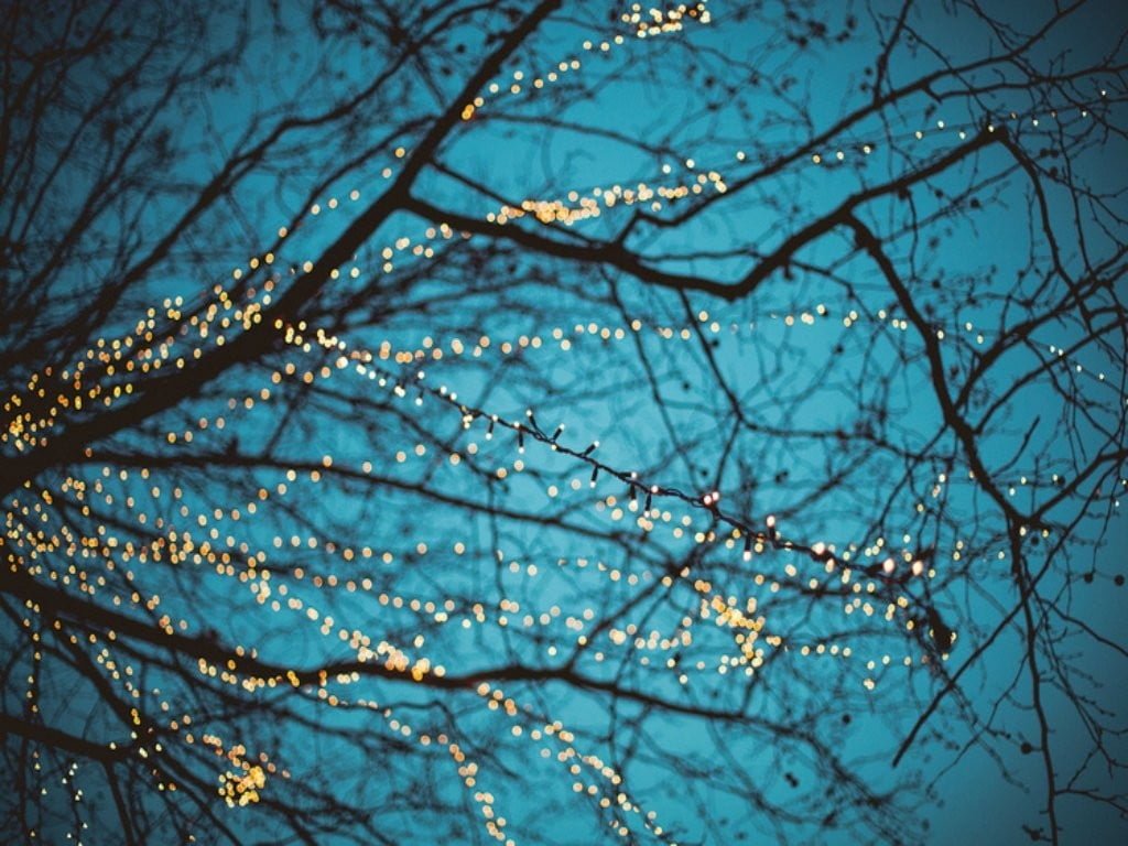 tree branches illustration photography of bare with string lights