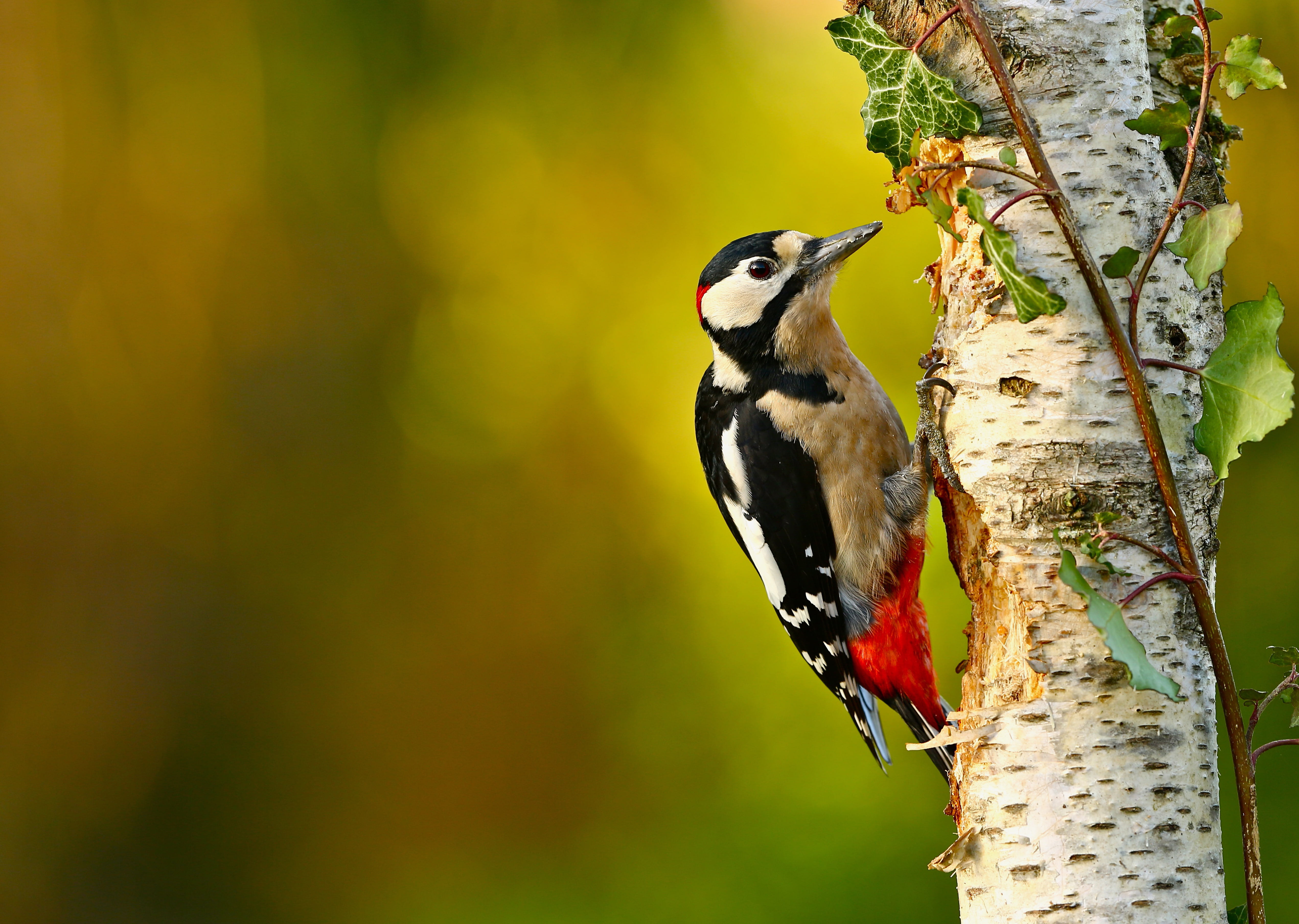 tree bird branch woodpecker birch bokeh the orderly forest 2k 4k 5k