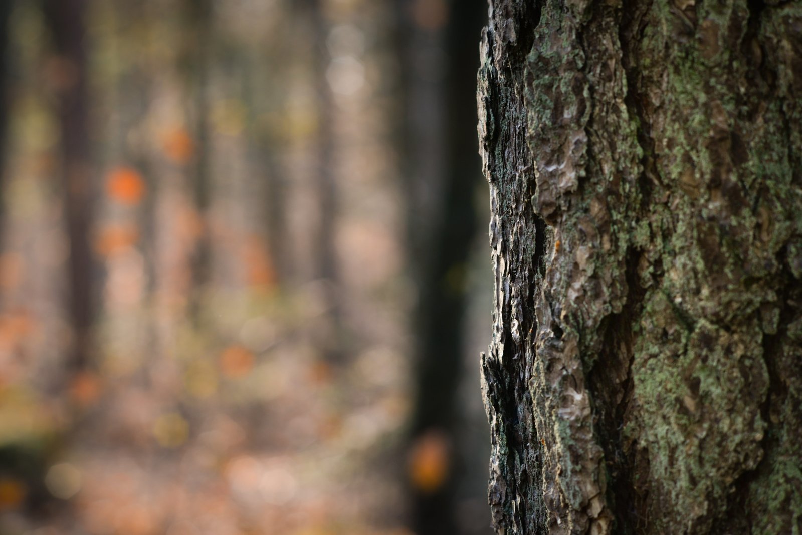 tree trunk bokeh nature forest wood soft background 2k 4k 5k
