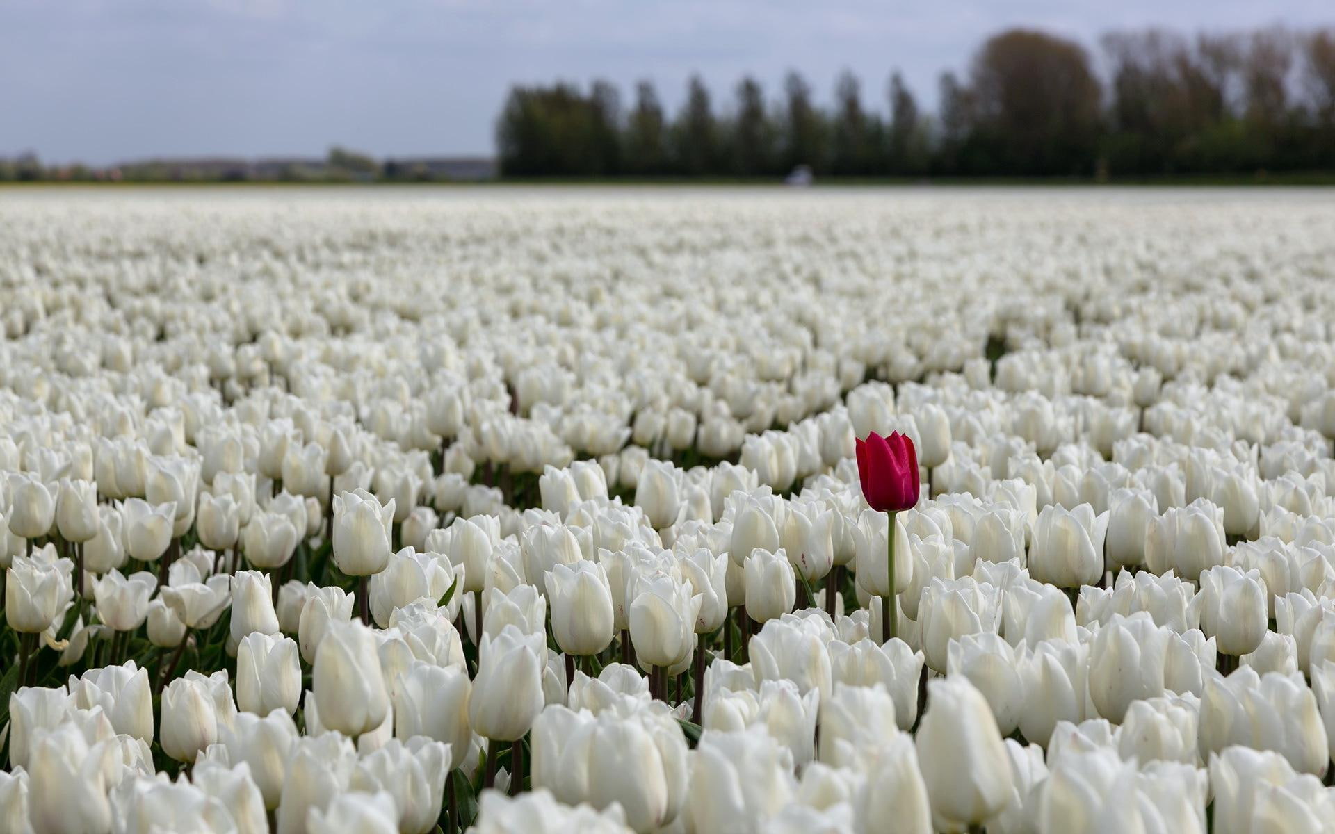 Tulips Fields Sea White Flowers Bokeh Desktop Images 2k