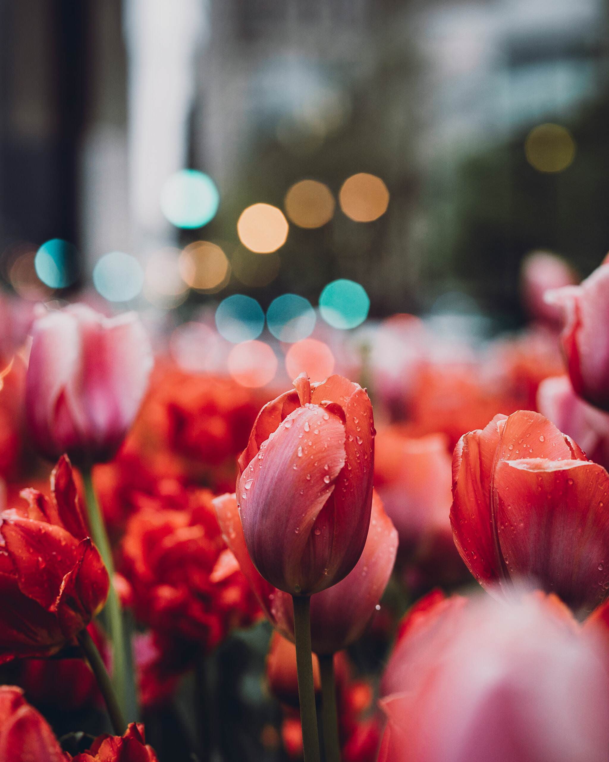 tulips flowers nature rain bokeh wet 2k
