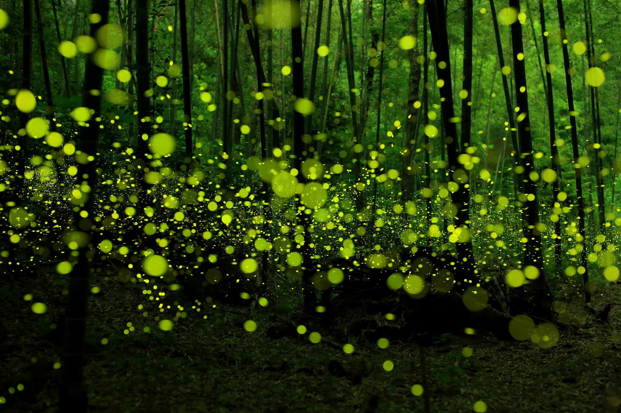 untitled fireflies forest green nature bokeh growth color 2k