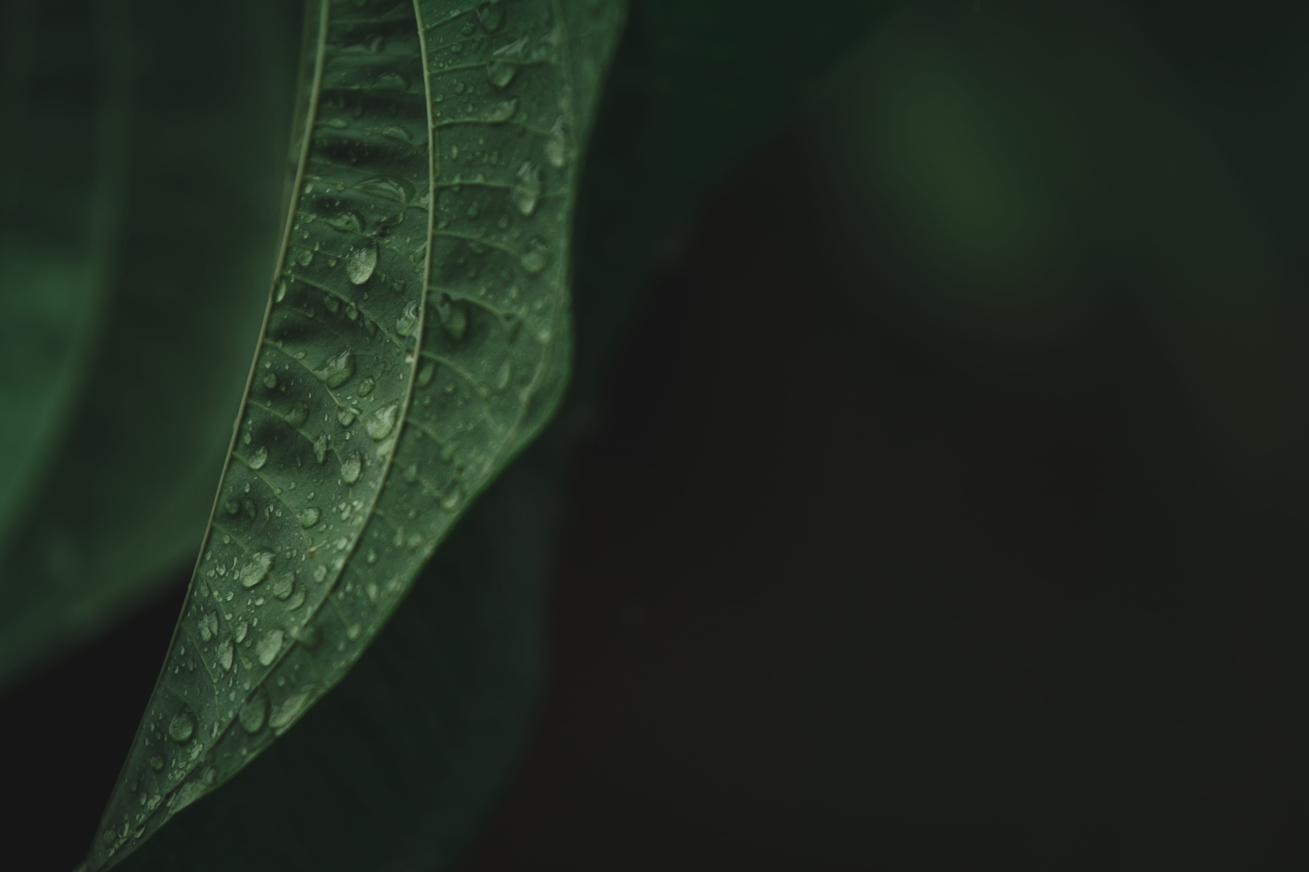 water dews on green leaf veins droplet snake animal reptile 2k 4k 5k