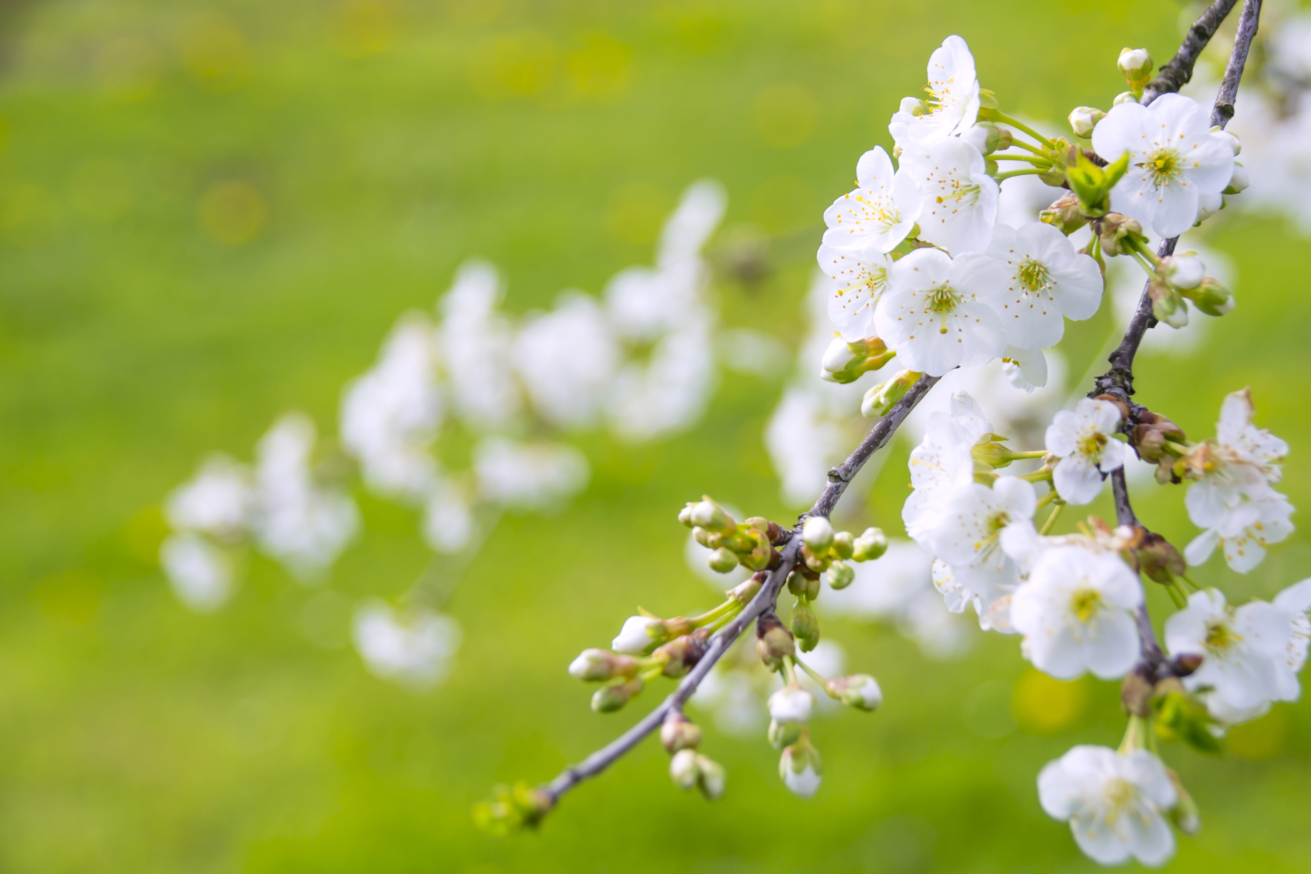 white cherry blossoms in closeup photo marvelous flowering 2k 4k