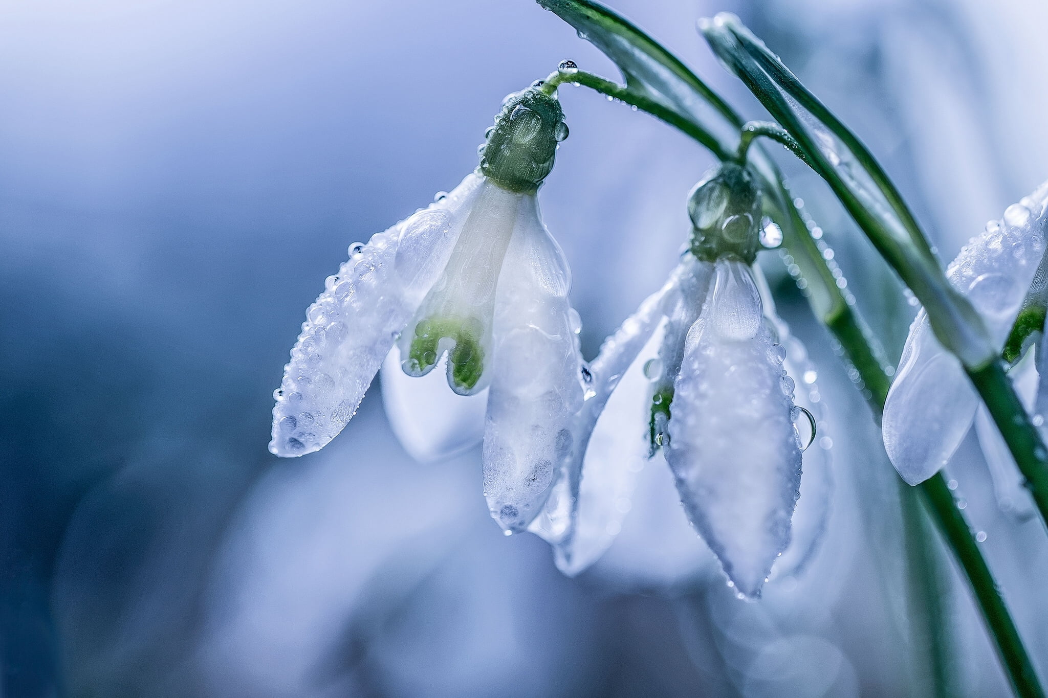 white snowdrop flowers drops macro spring petals snowdrops 2k