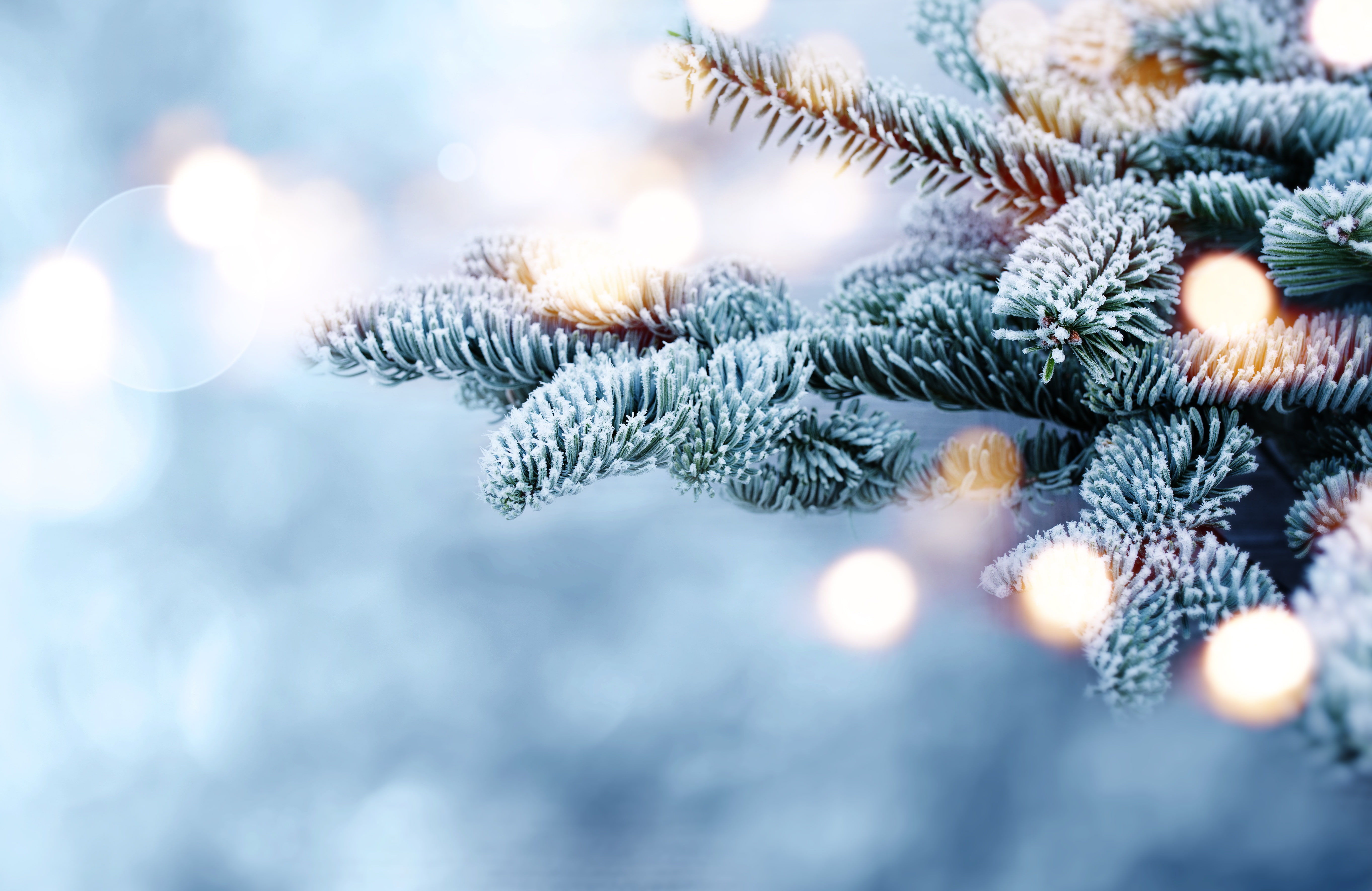 winter snow branches tree frost bokeh fir 2k 4k 5k