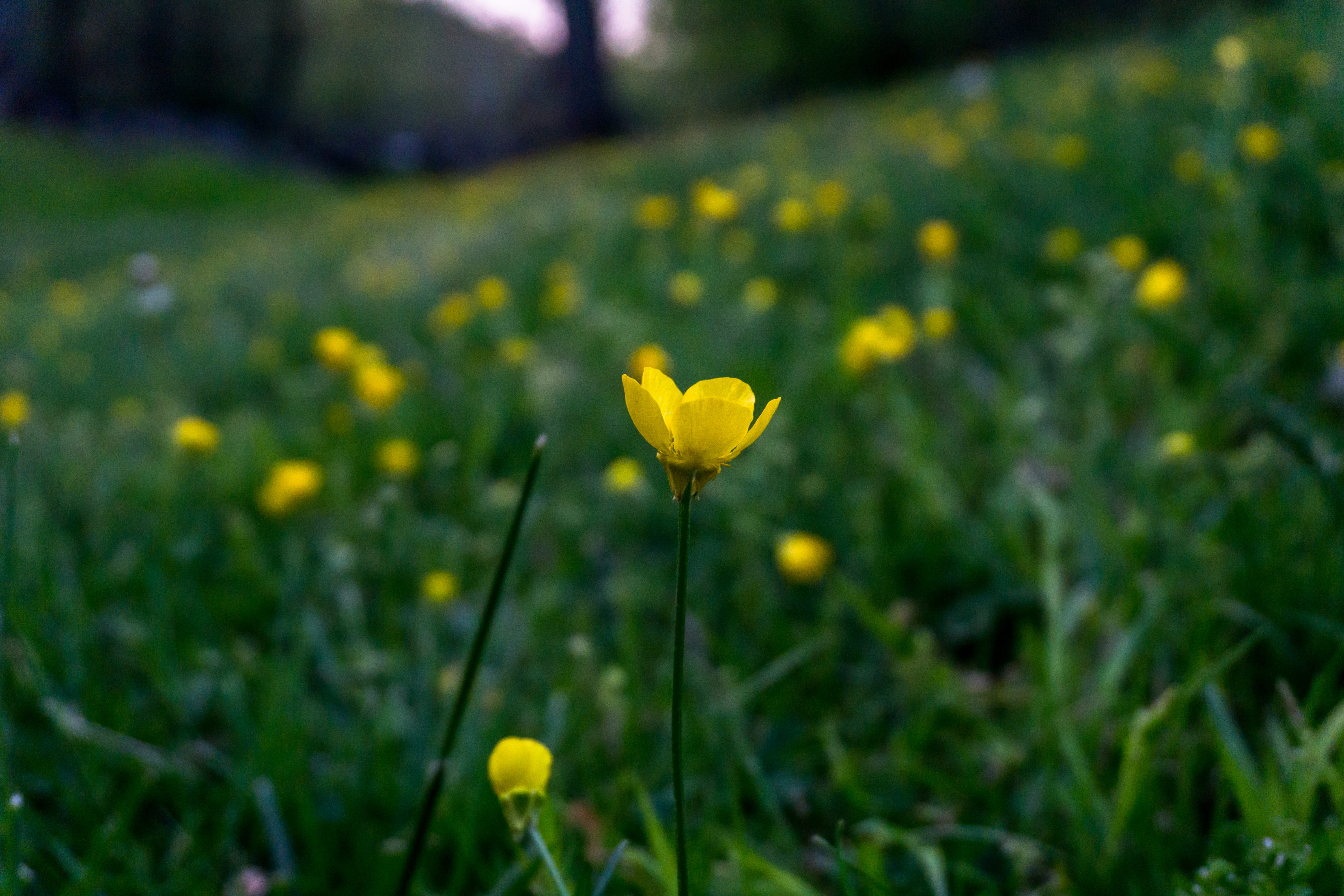 yellow flower wild wallpaper background bg bokeh 2k 4k 5k