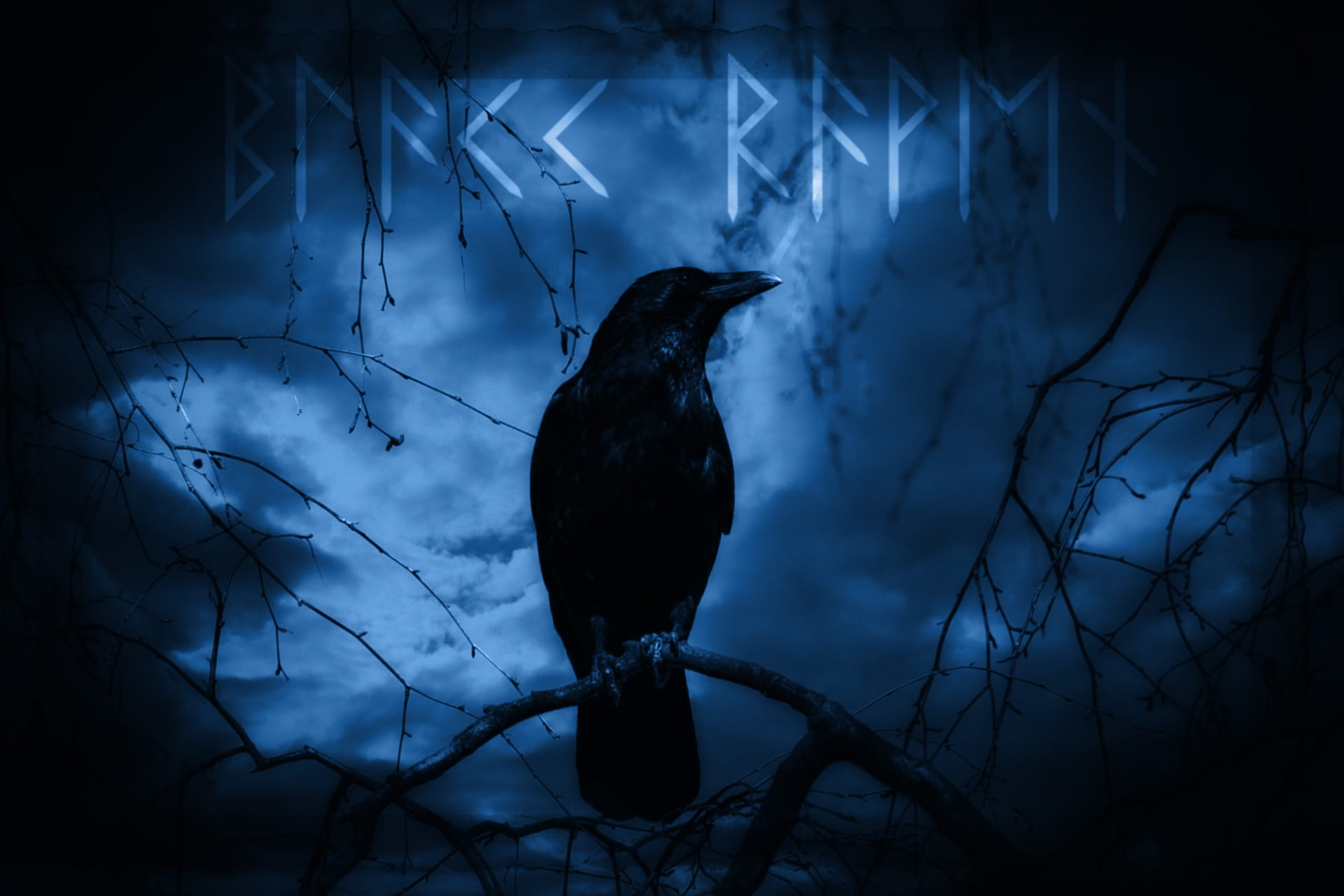 black crow illustration raven dark mystical night moonlight 2k