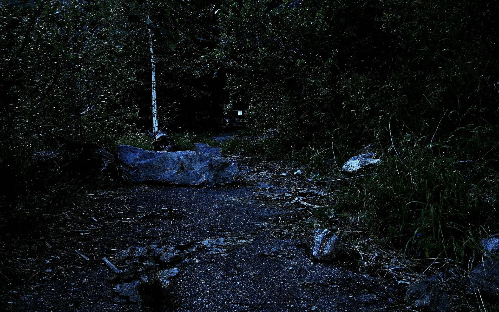 Dark Mystical Forest woods forests nature and landscapes 2k