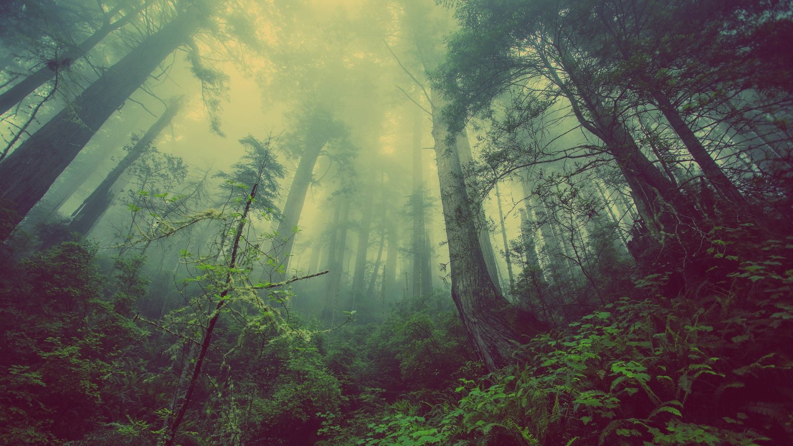 atmosperic nature forest mystic fog mist trees 2k 4k