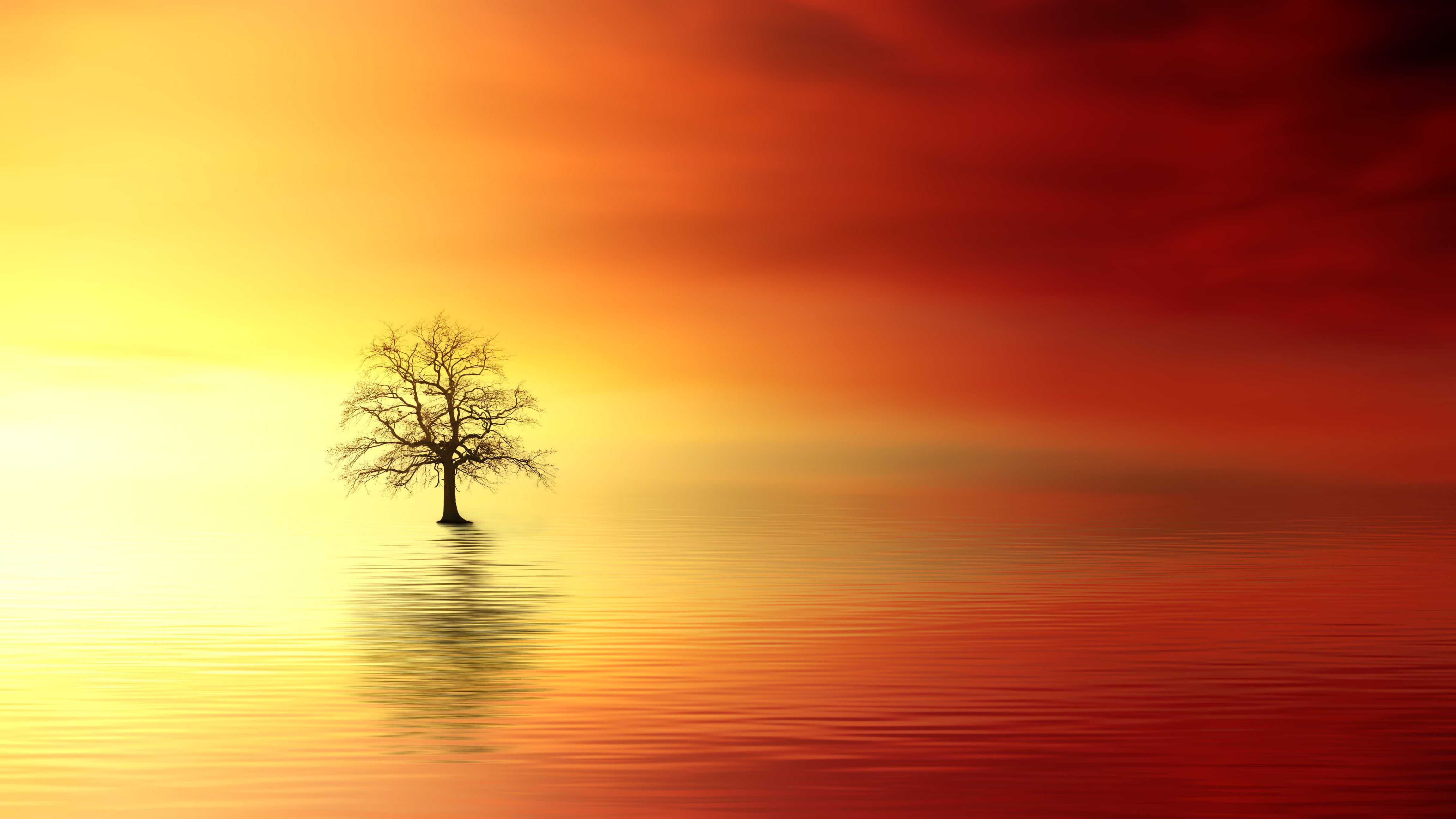 bare tree surrounded by body of water digital wallpaper sunset 45 2k 4k 5k