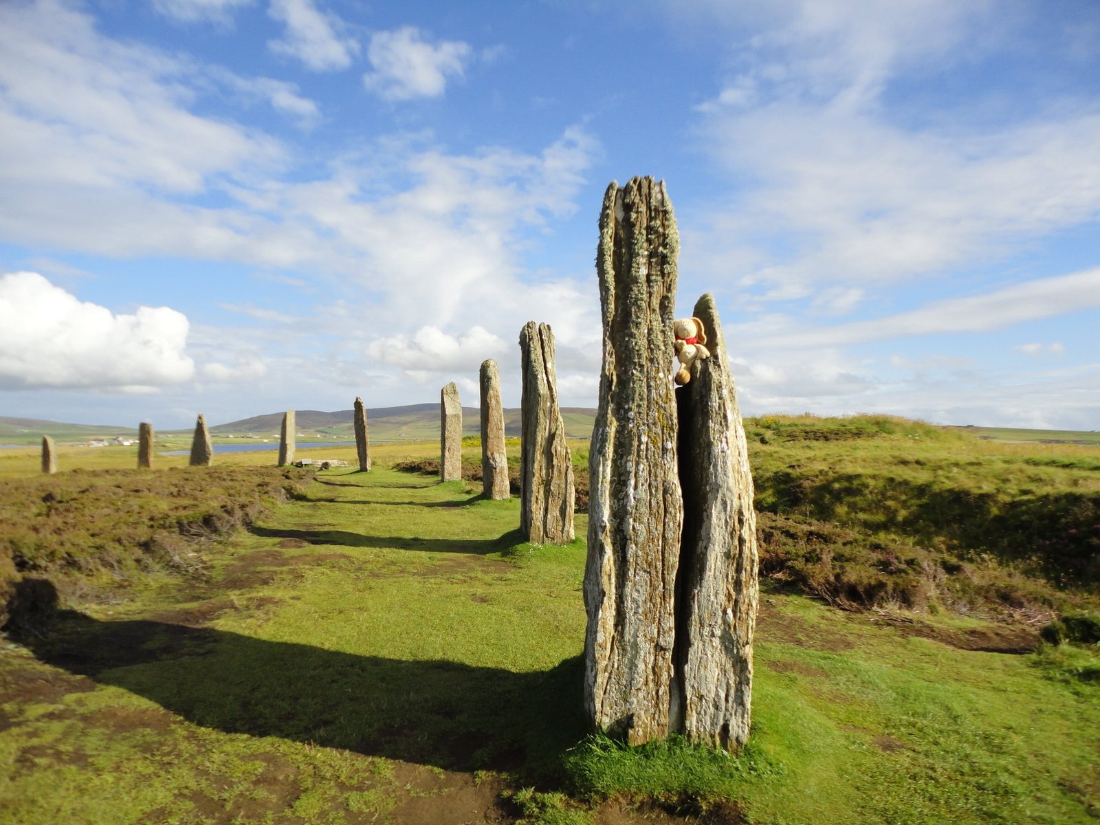 beige bear in gray rock orkney island ring of brodgar stone circle 2k