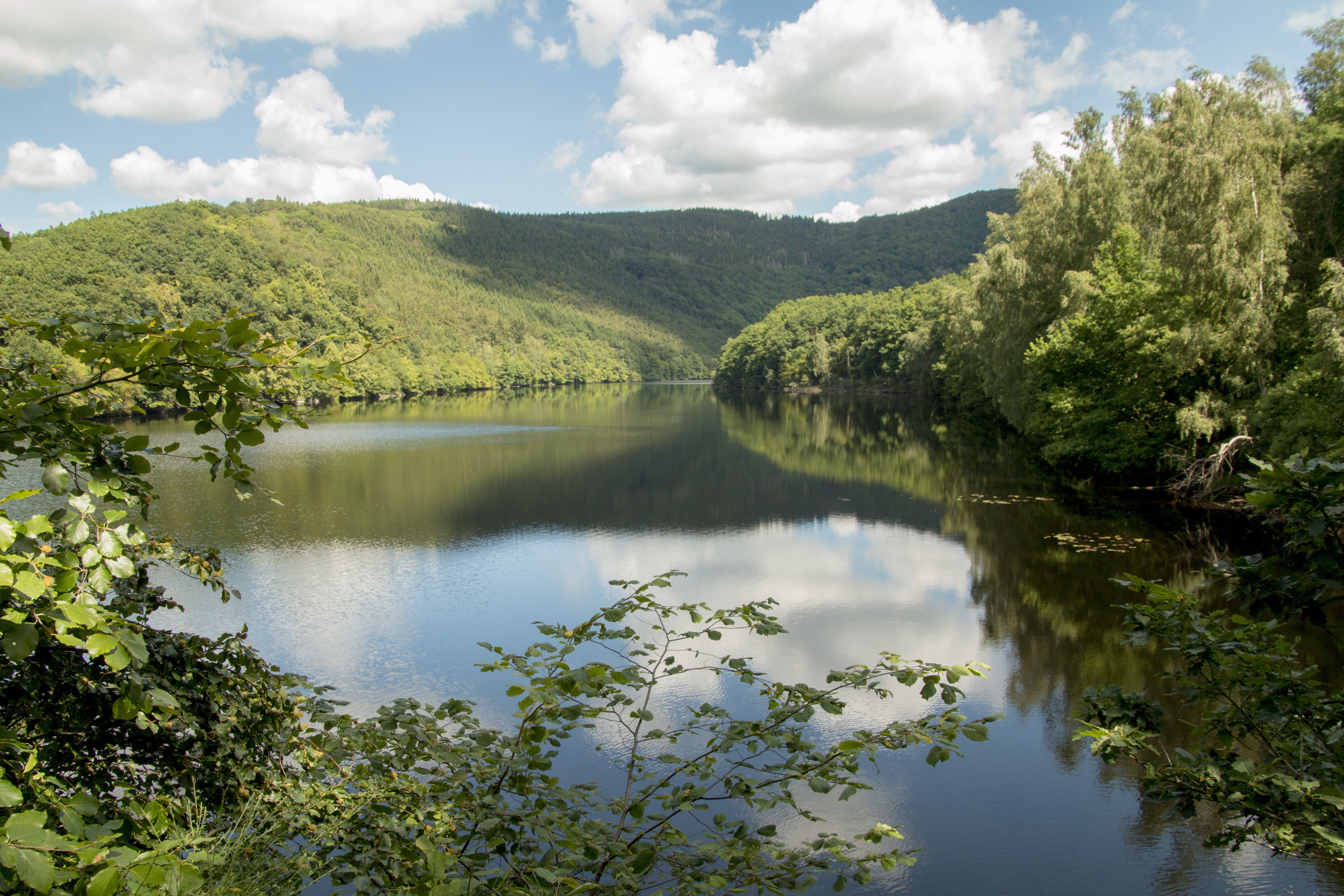 calm waters surrounded by green leaves lake forest eifel germany 2k 4k 5k