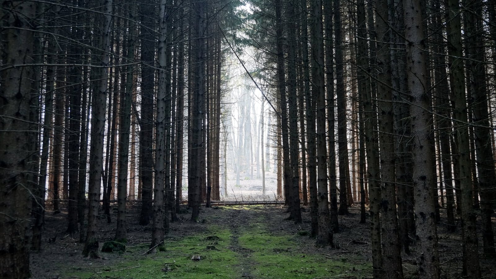 forest photo during daytime gate filter none szentgotth rd 2k