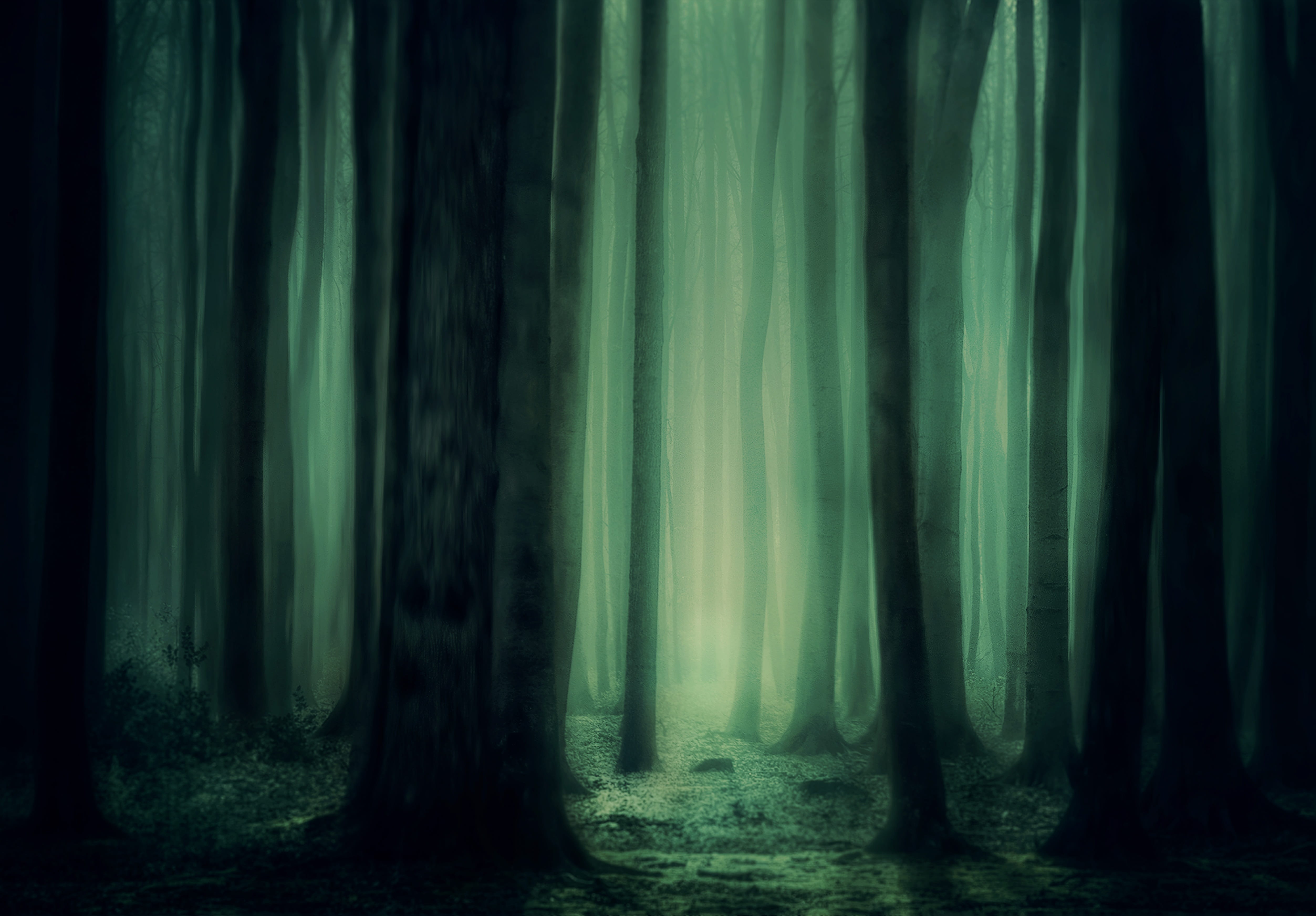 forest trees fog atmosphere mysterious dark mystical 2k 4k 5k