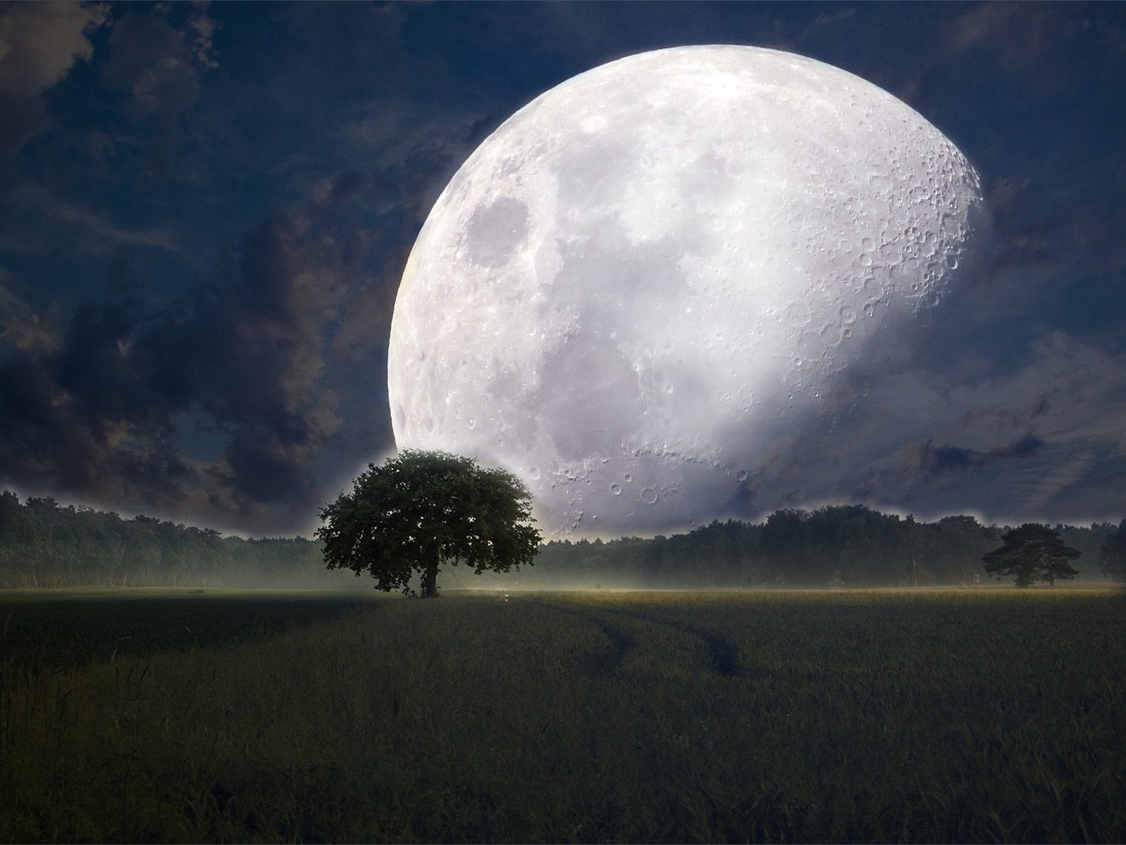 full moon and silhouette of tree graphic nighttime kosmus universe 2k 4k