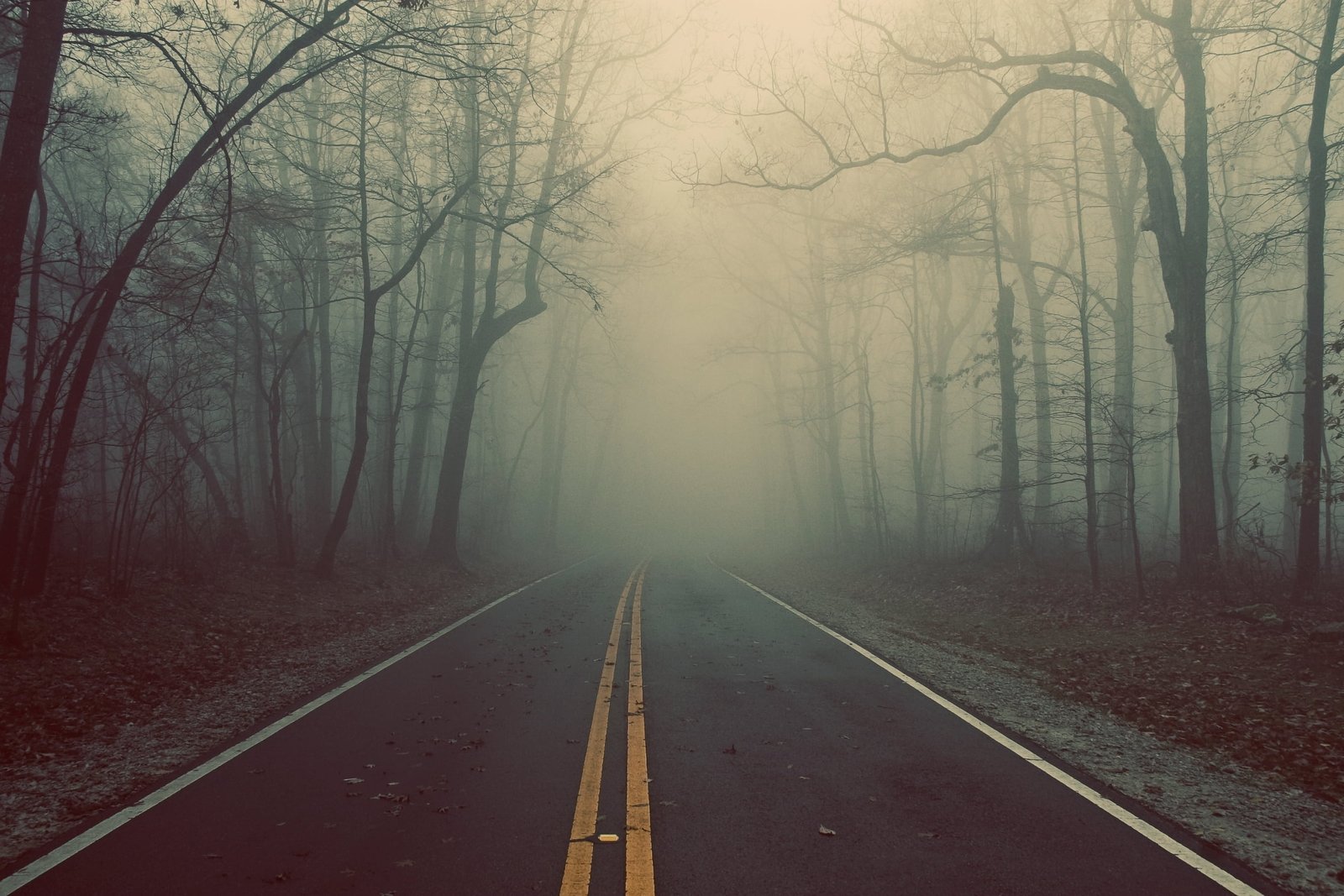 gray asphalt road wood fog marking lines mysticism riddle 2k
