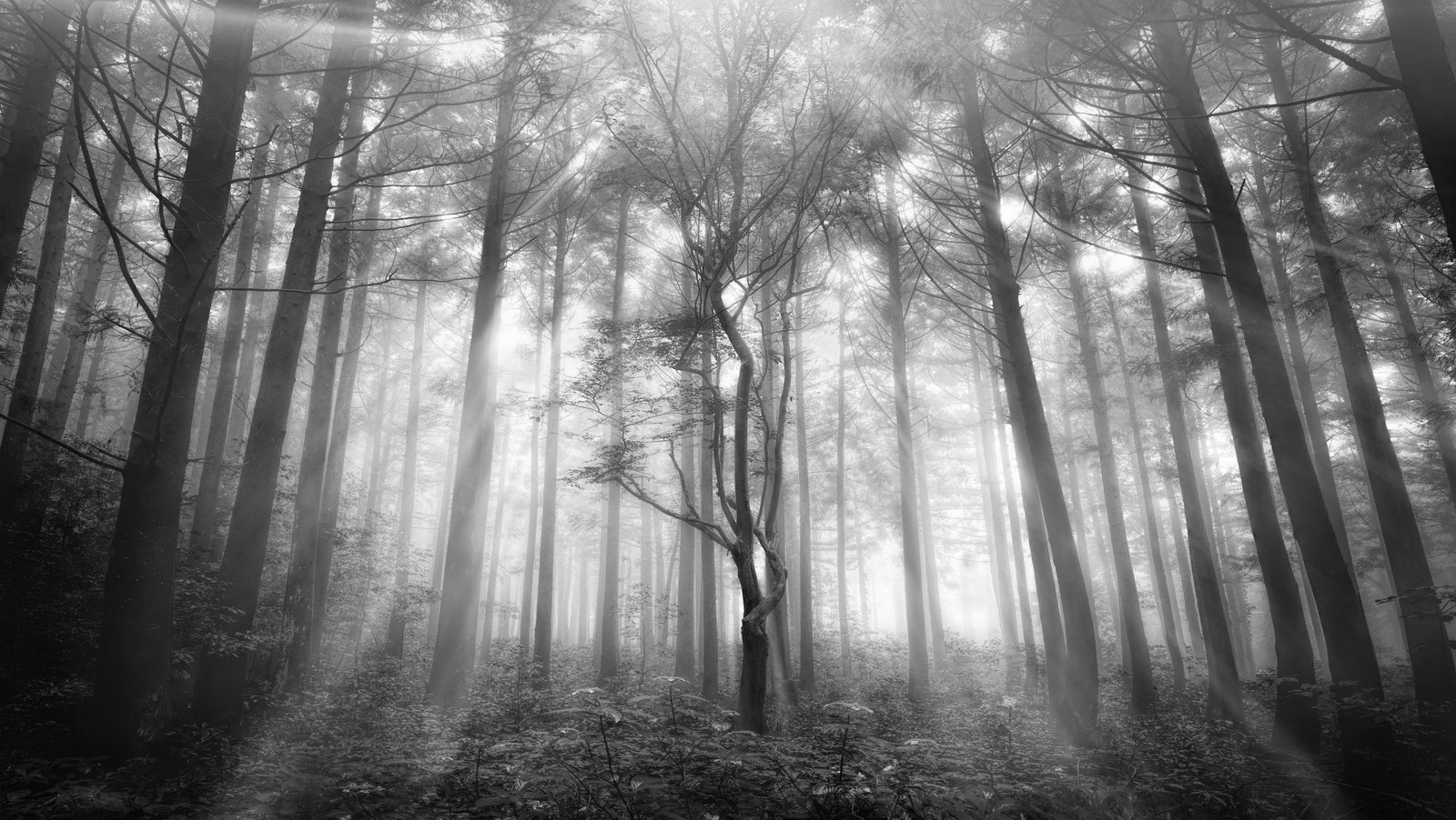 gray scale photography forest land mystic beauty traveller 2k